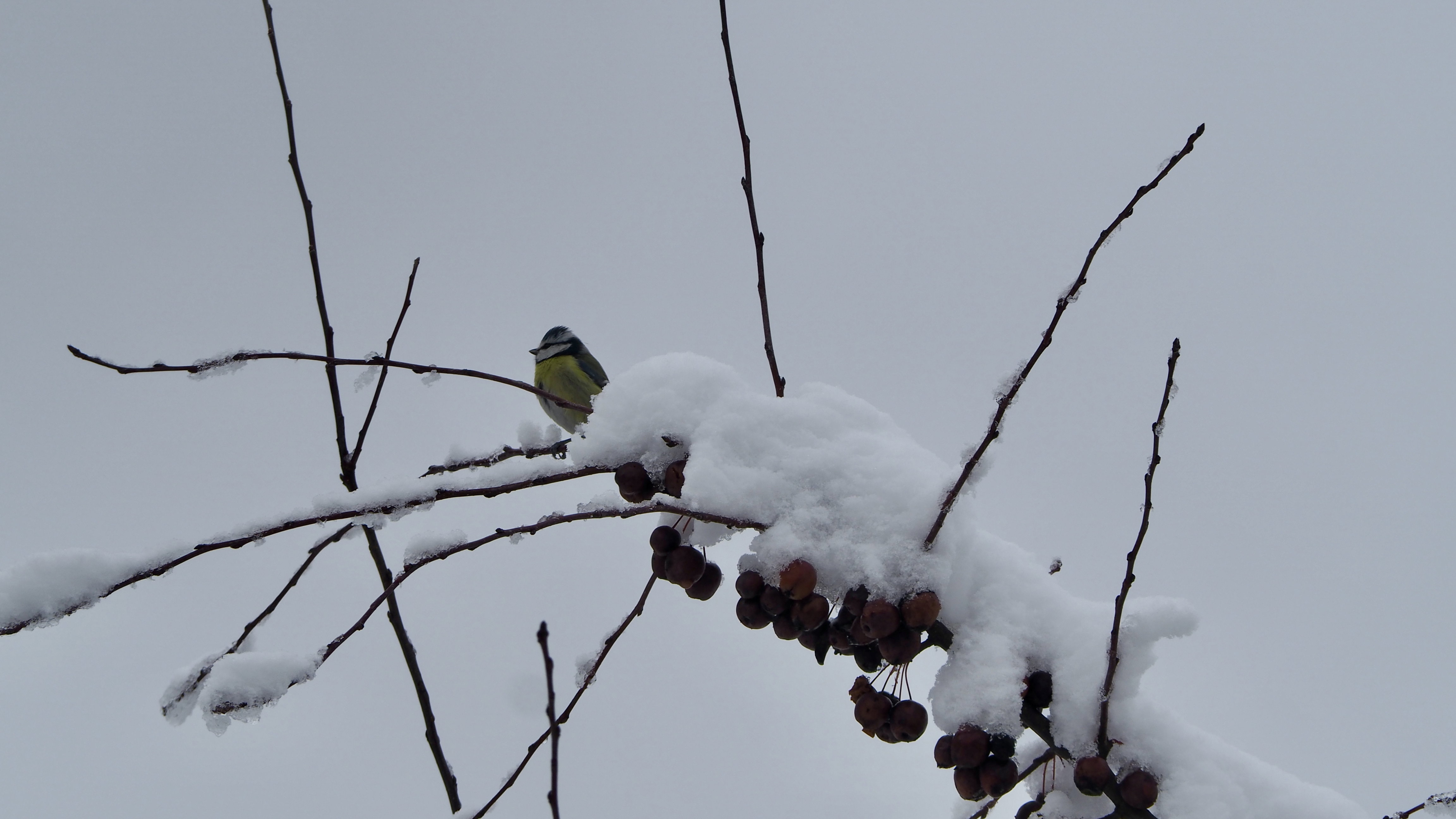 The birds