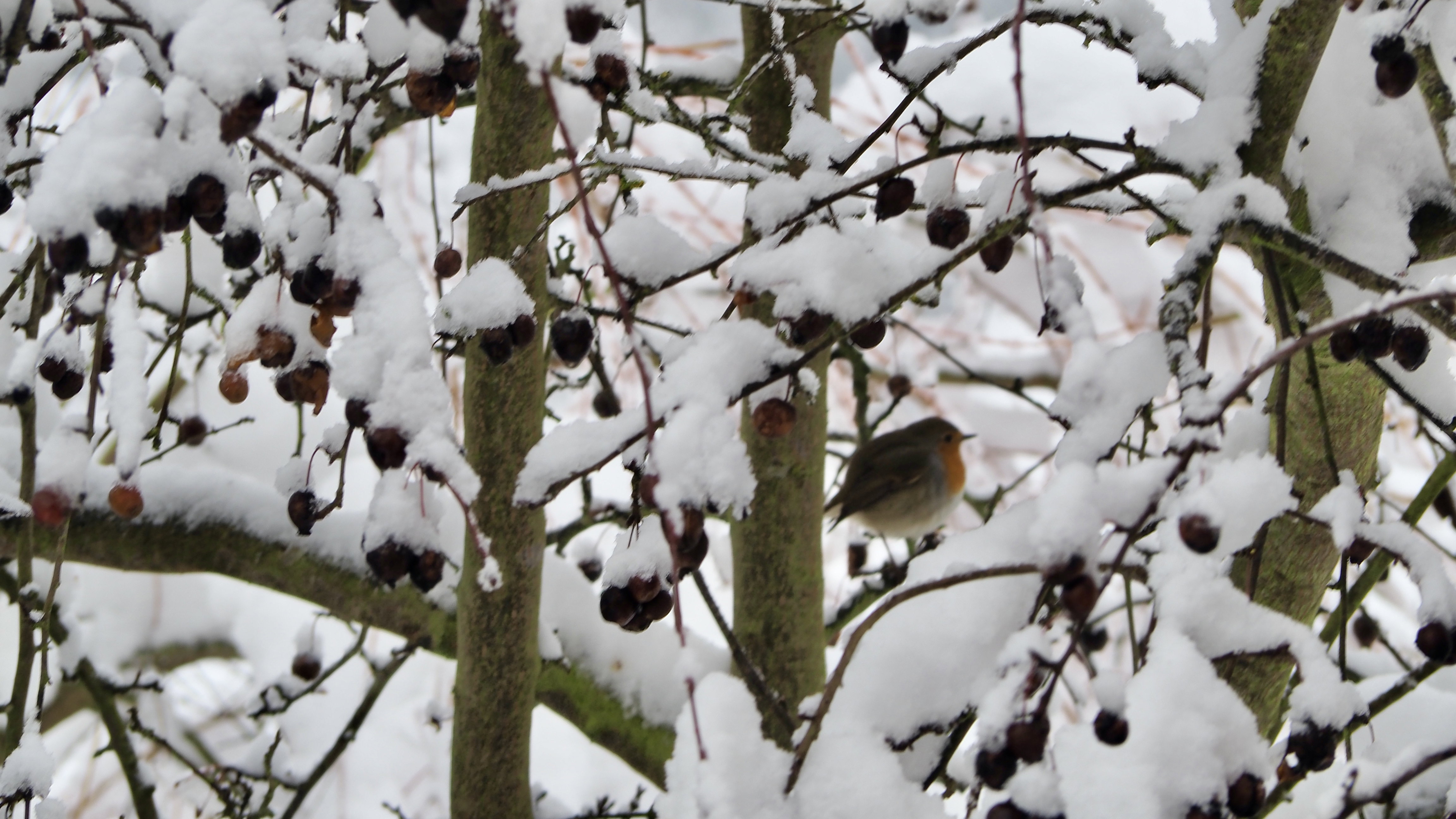 The birds