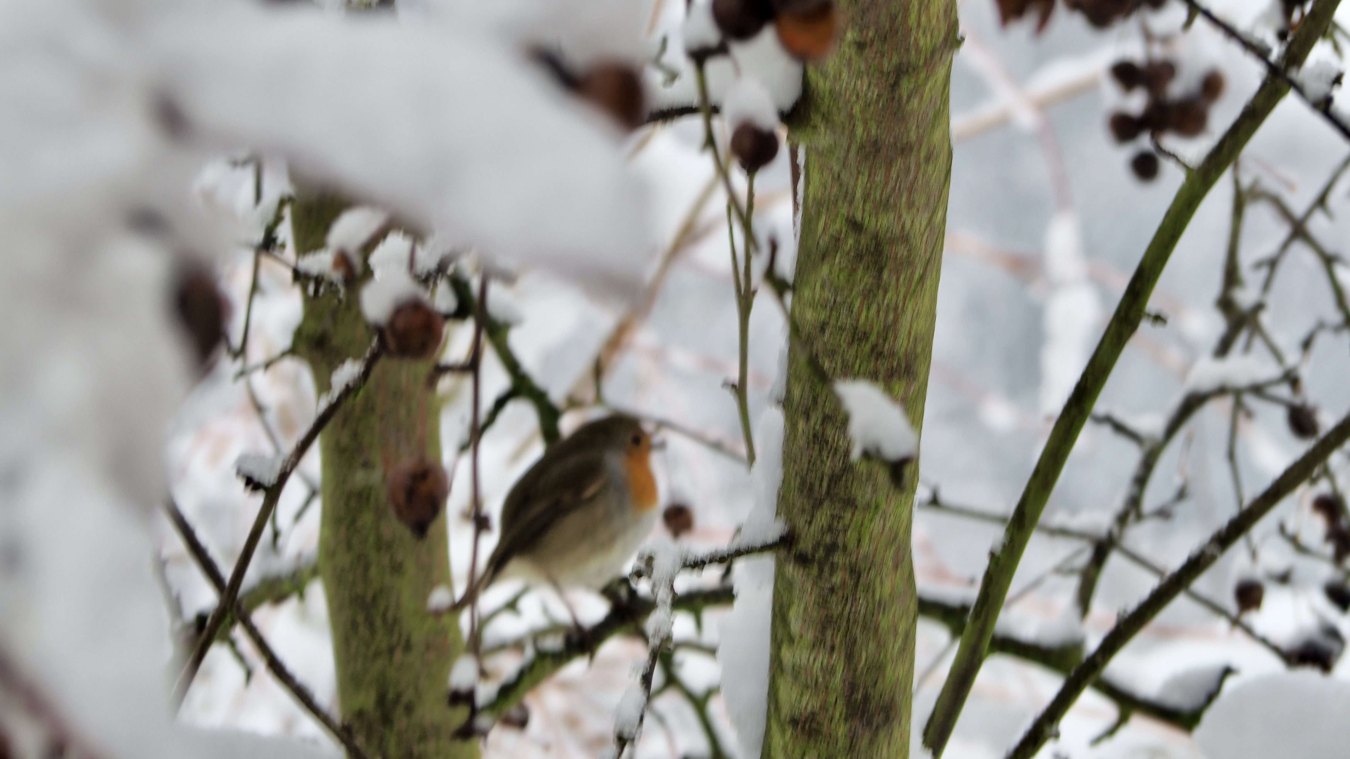 The birds