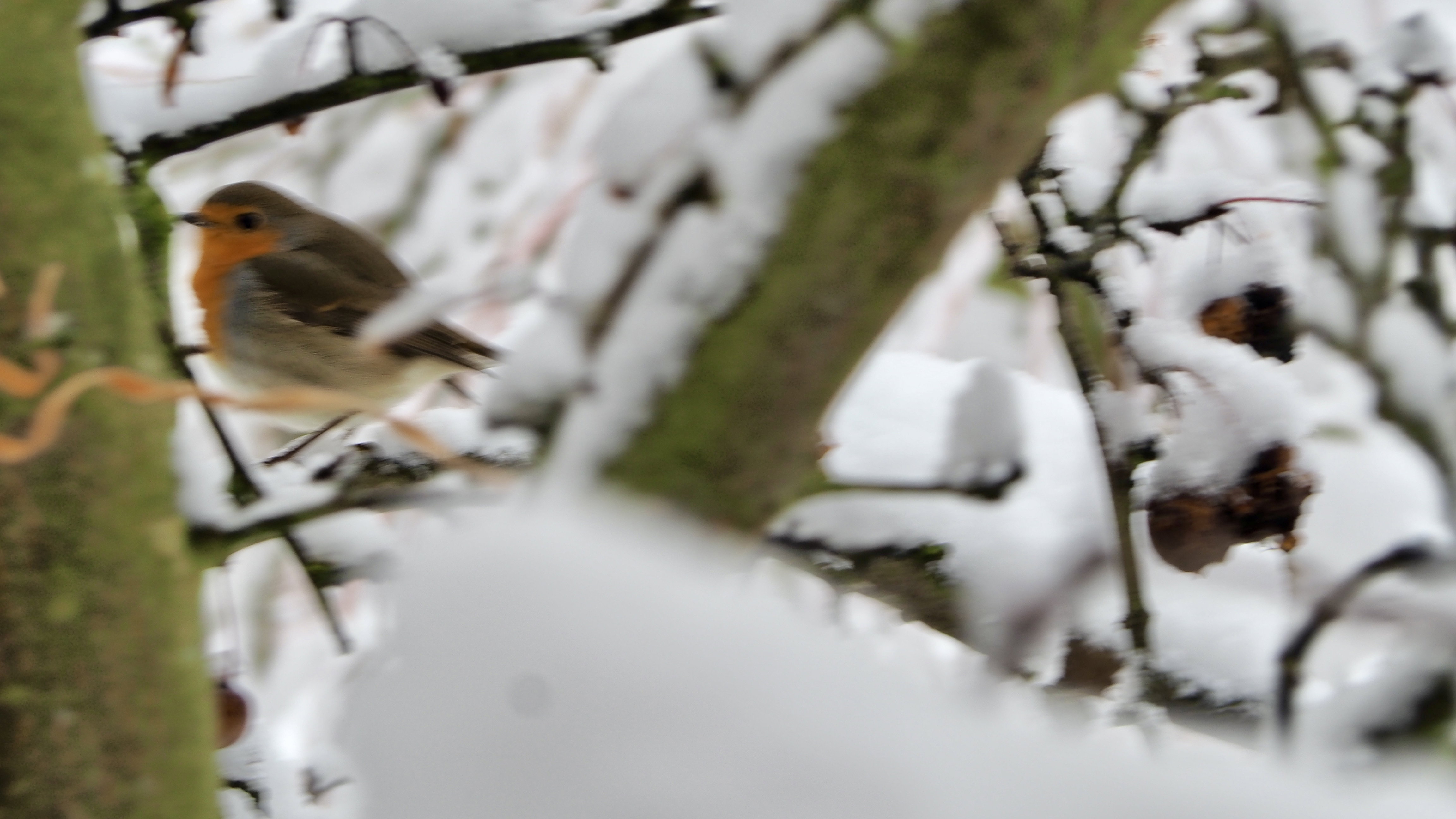 The birds