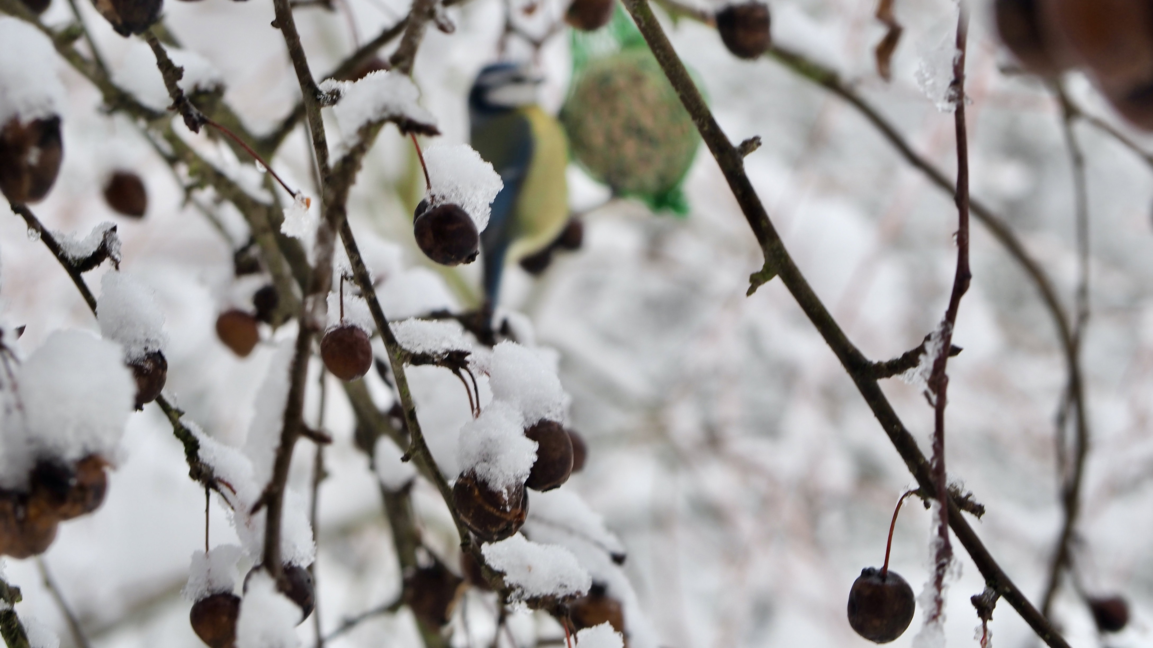 The birds