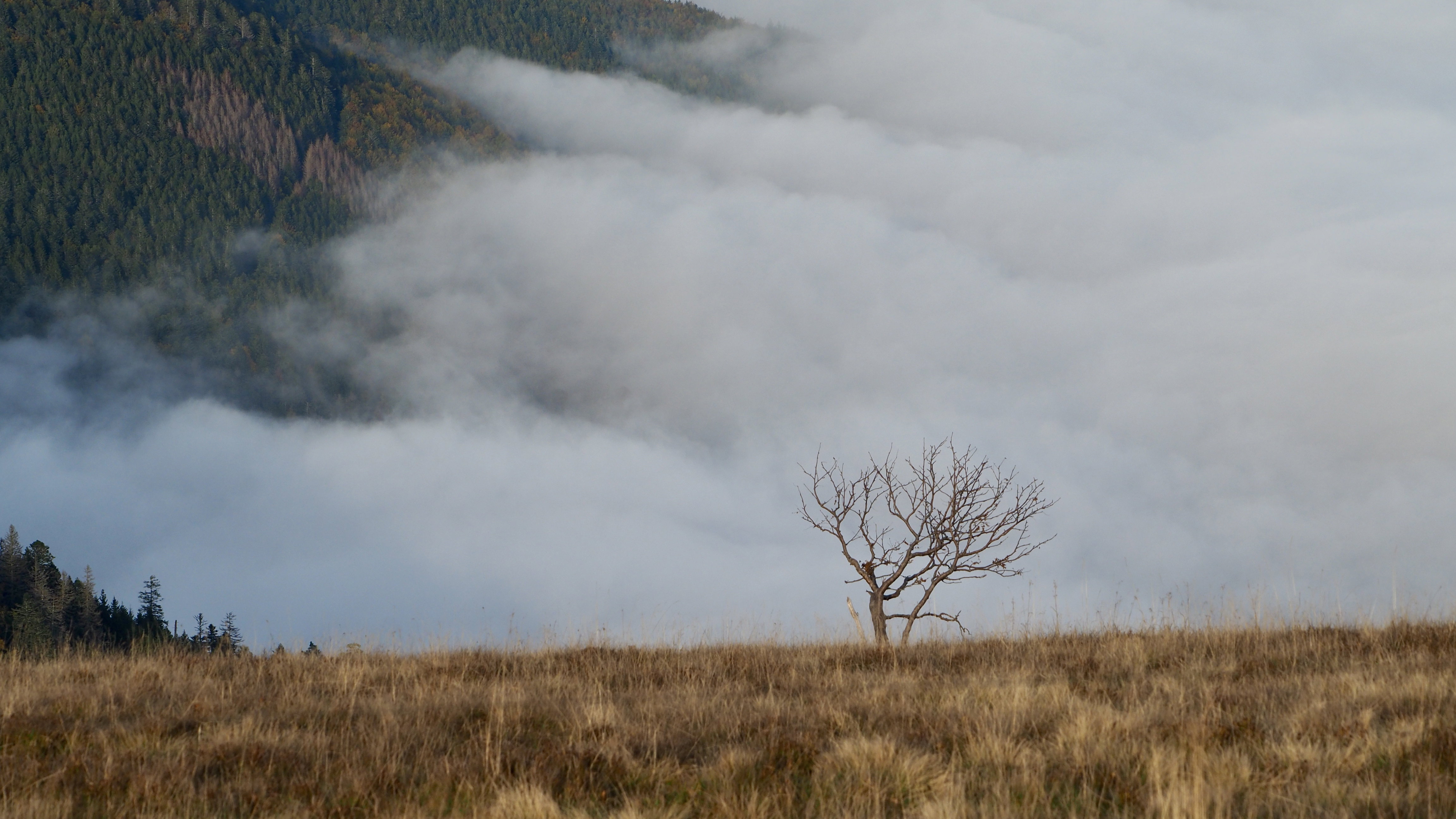 Sea of clouds above the Vosges