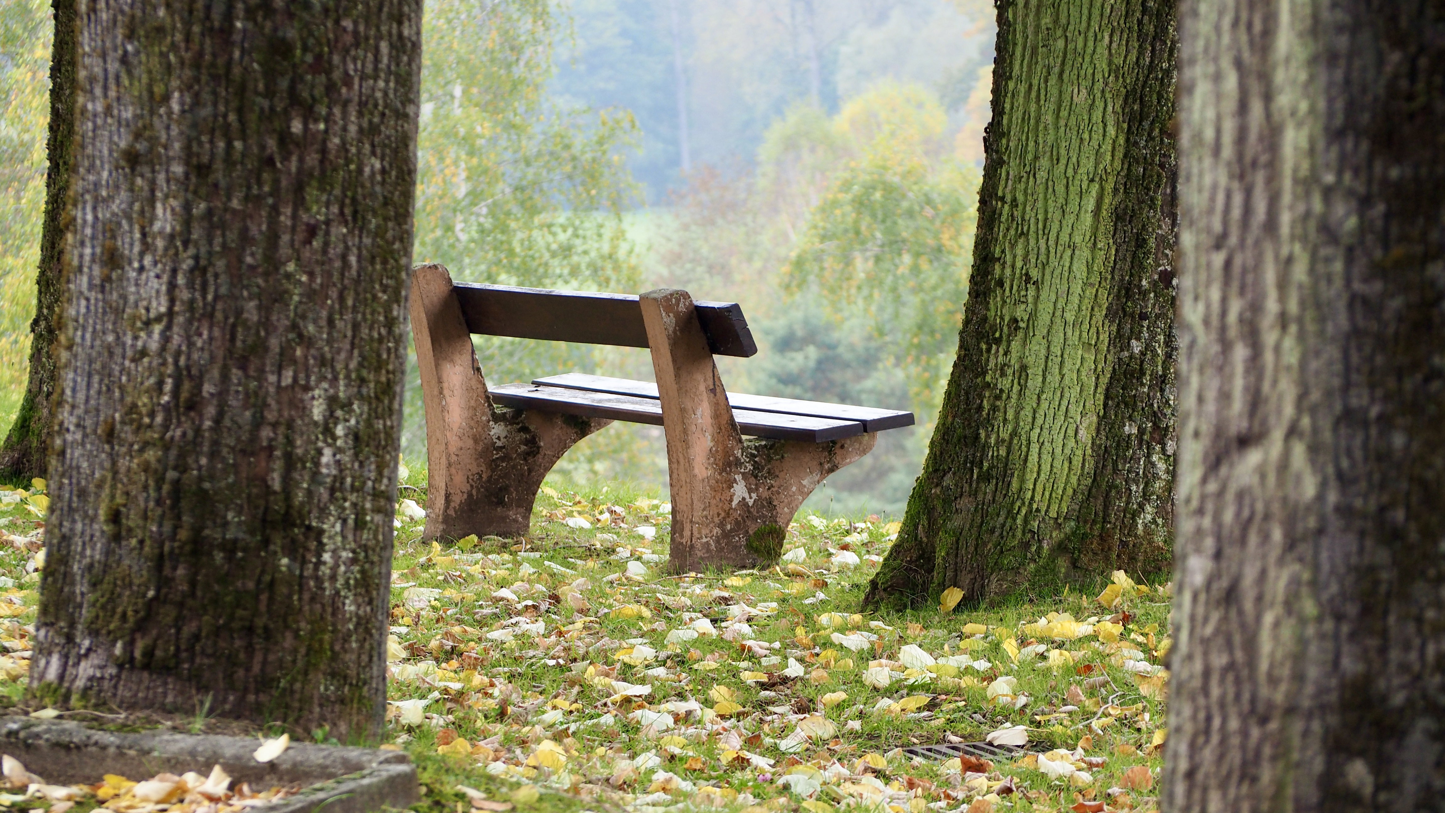 From forests to hills, from hills to vineyards, in autumn, in Alsace