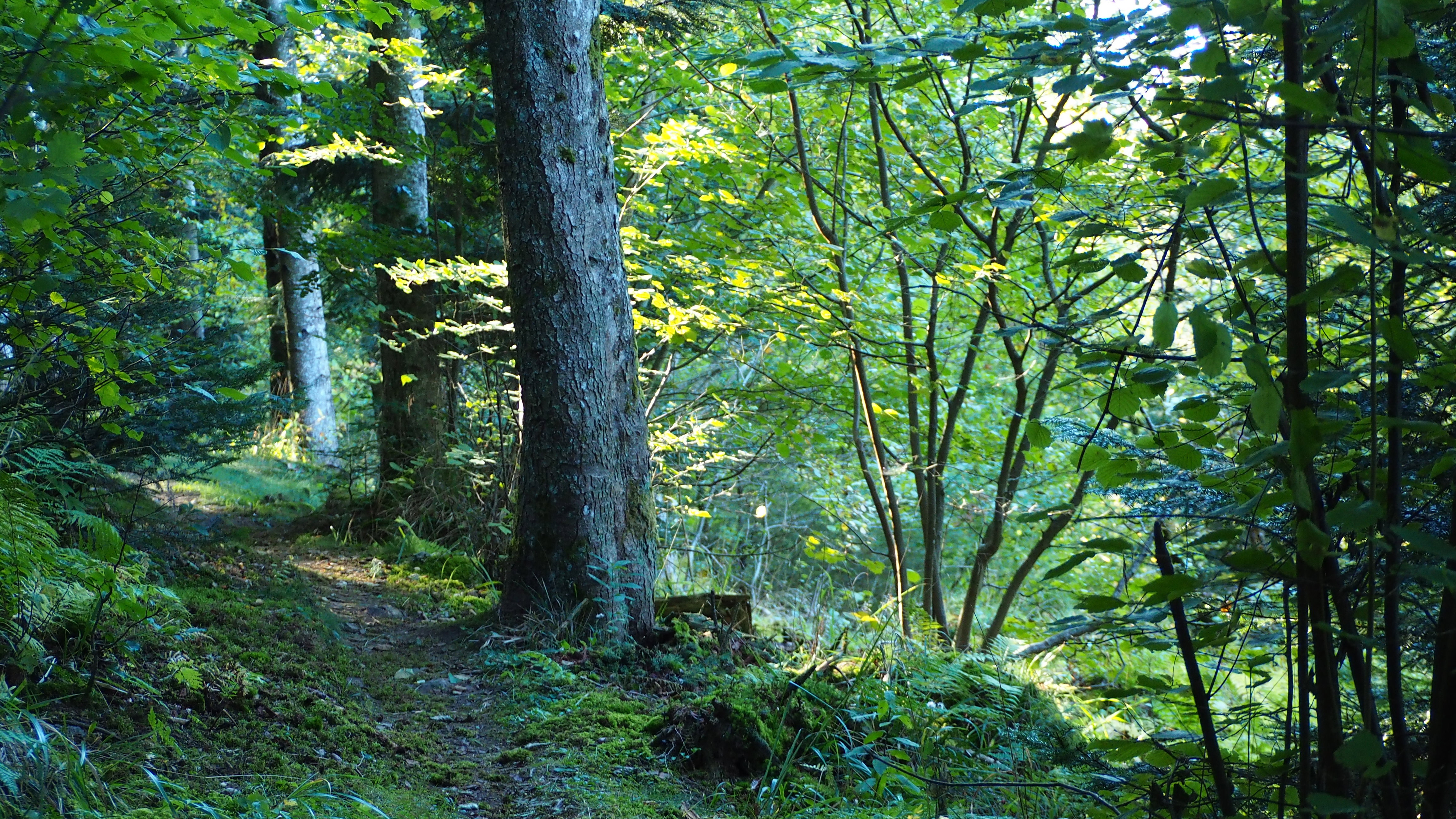 From forests to hills, from hills to vineyards, in autumn, in Alsace