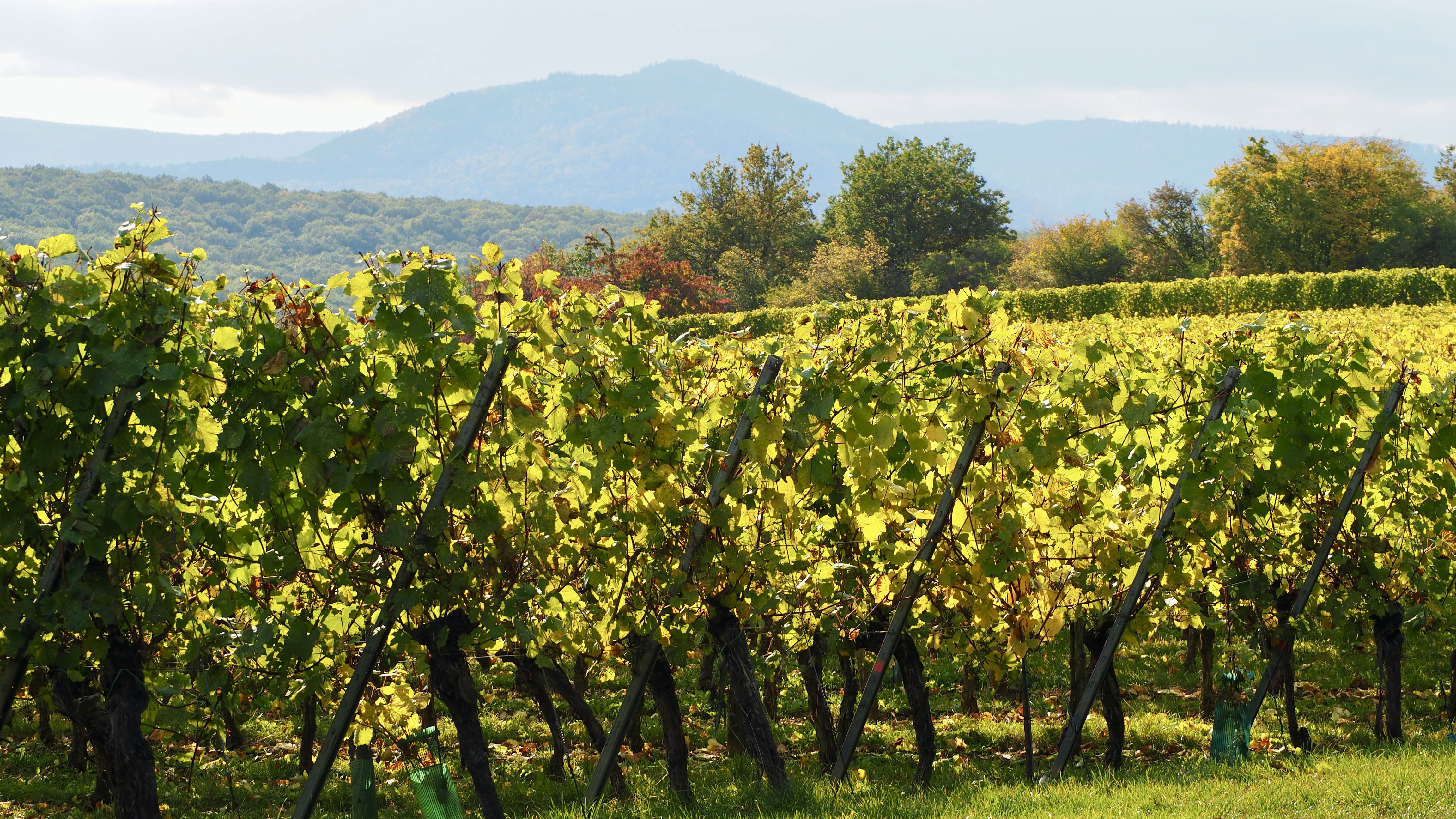 From forests to hills, from hills to vineyards, in autumn, in Alsace