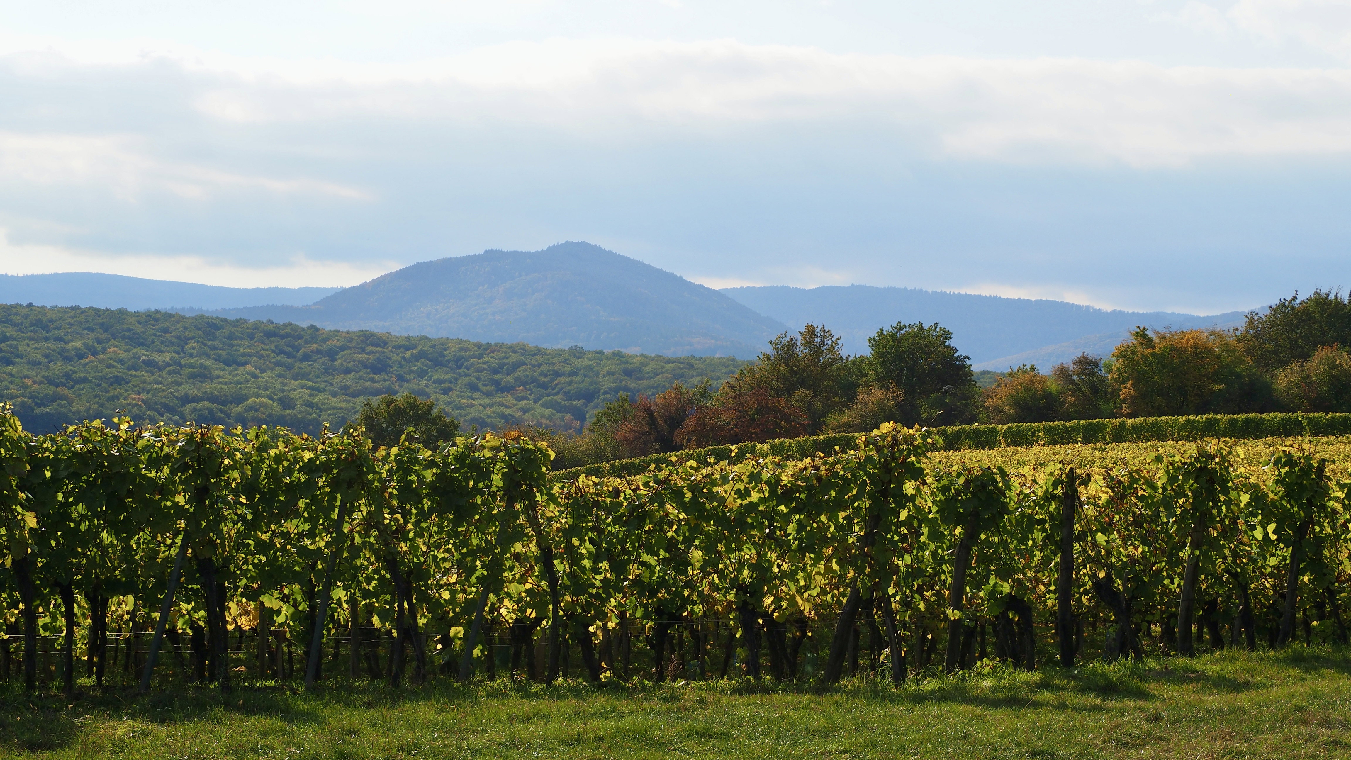 From forests to hills, from hills to vineyards, in autumn, in Alsace