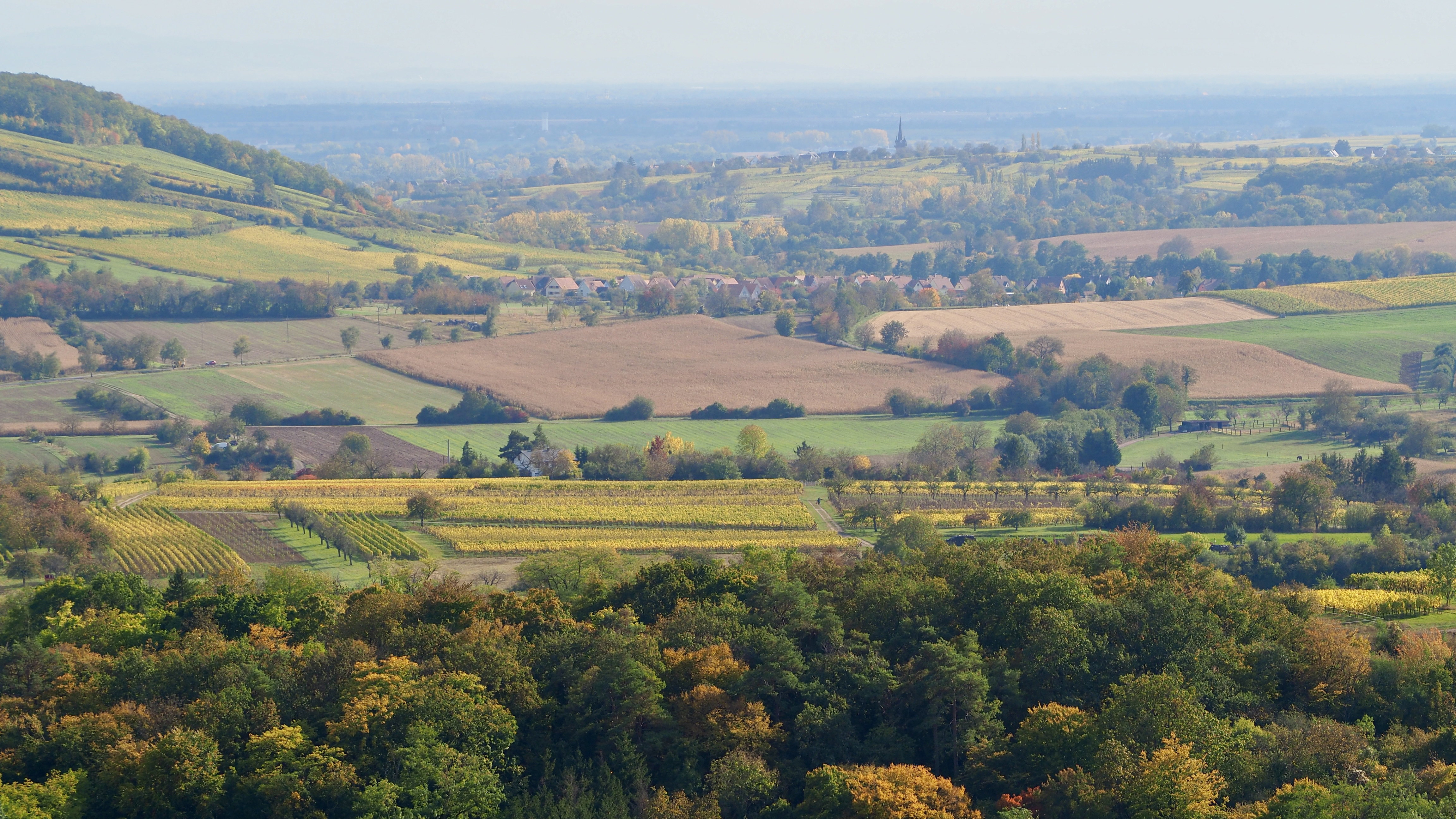 From forests to hills, from hills to vineyards, in autumn, in Alsace