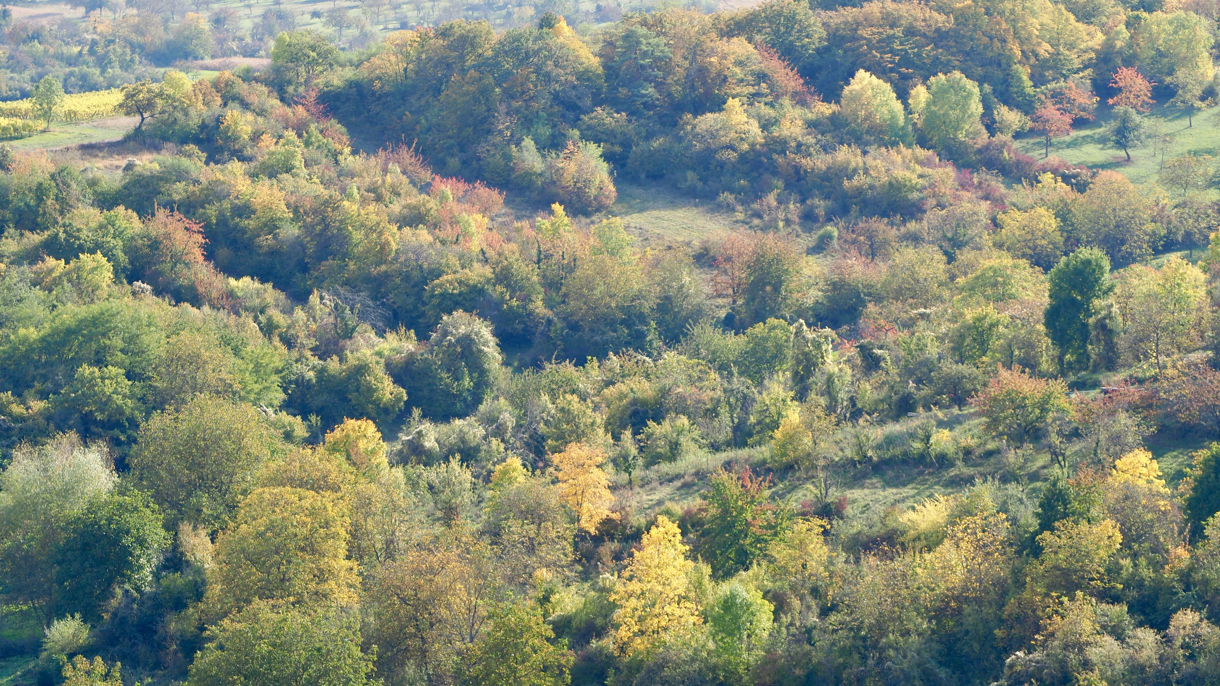 From forests to hills, from hills to vineyards, in autumn, in Alsace
