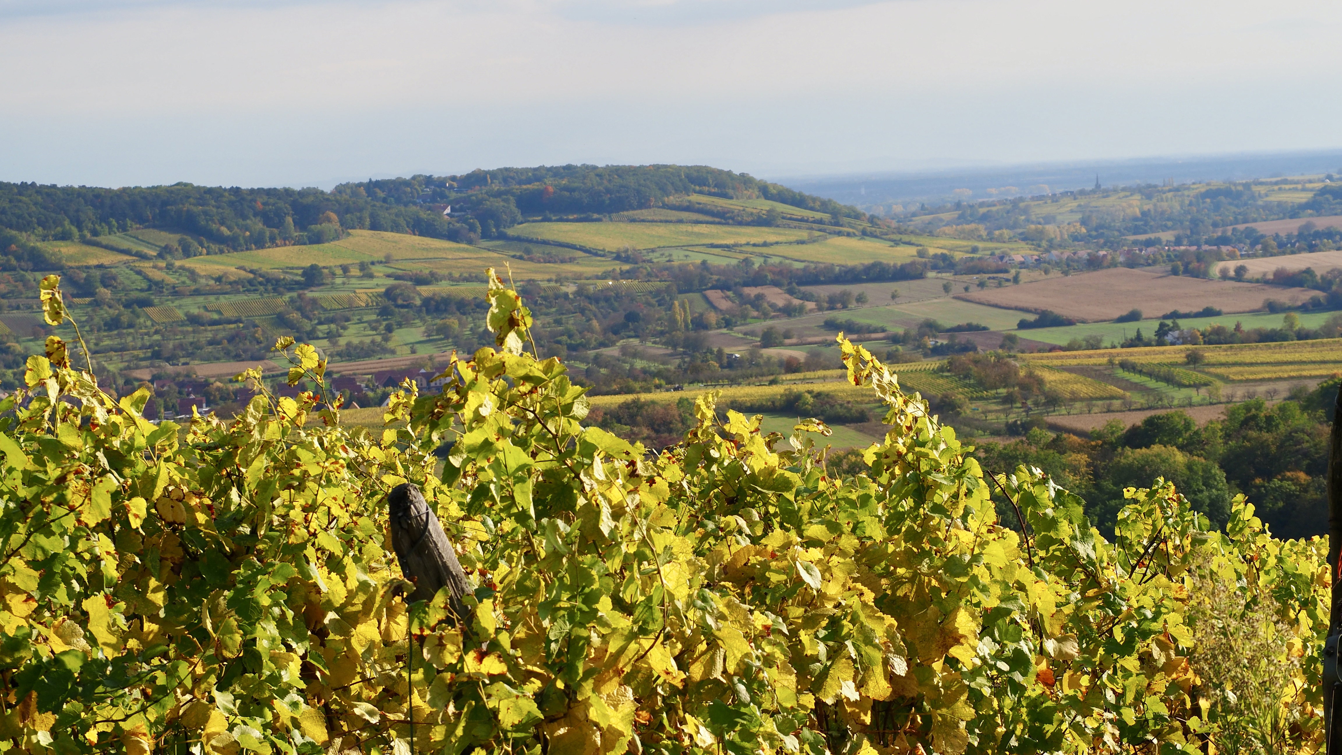 From forests to hills, from hills to vineyards, in autumn, in Alsace