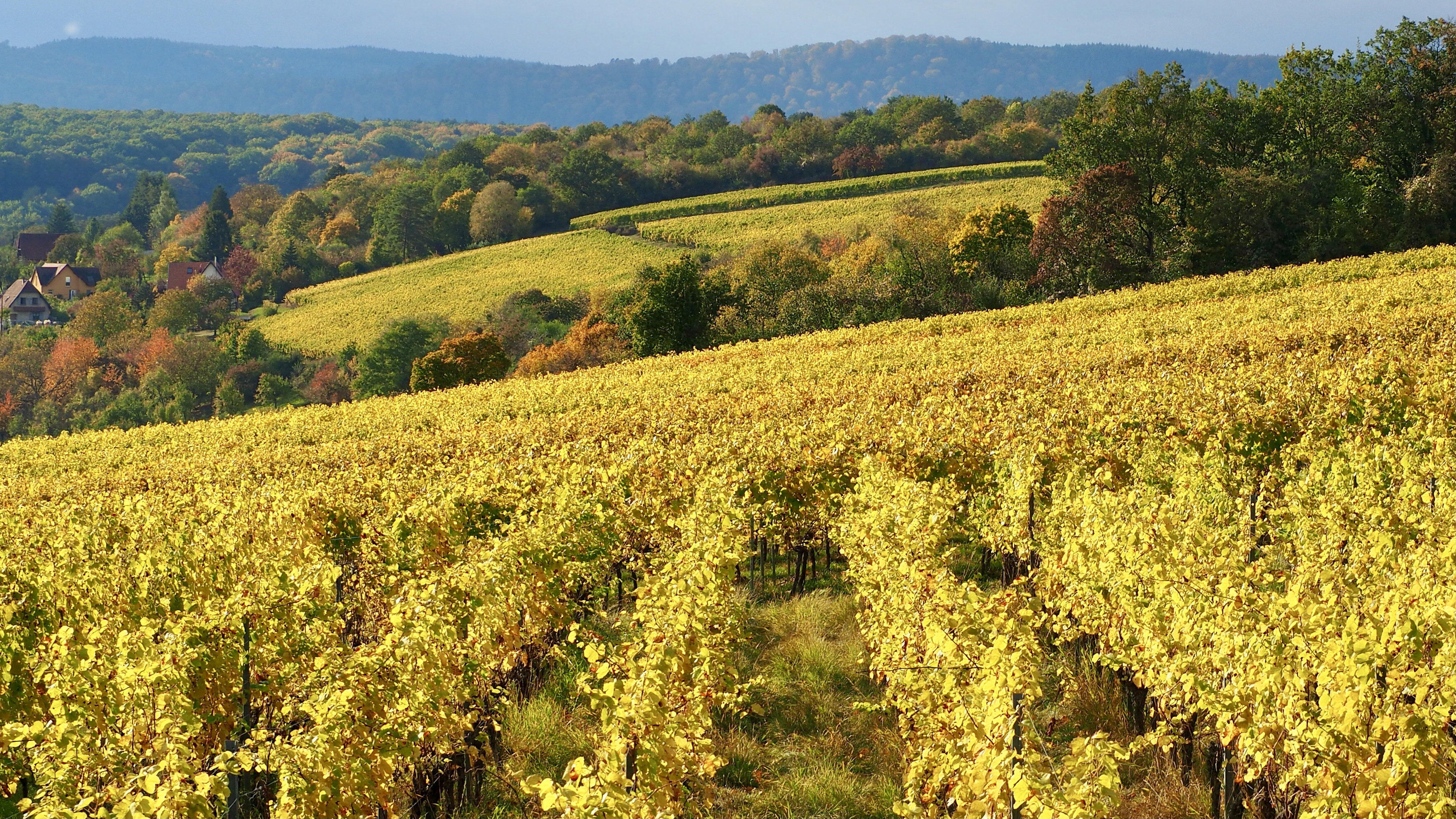 From forests to hills, from hills to vineyards, in autumn, in Alsace