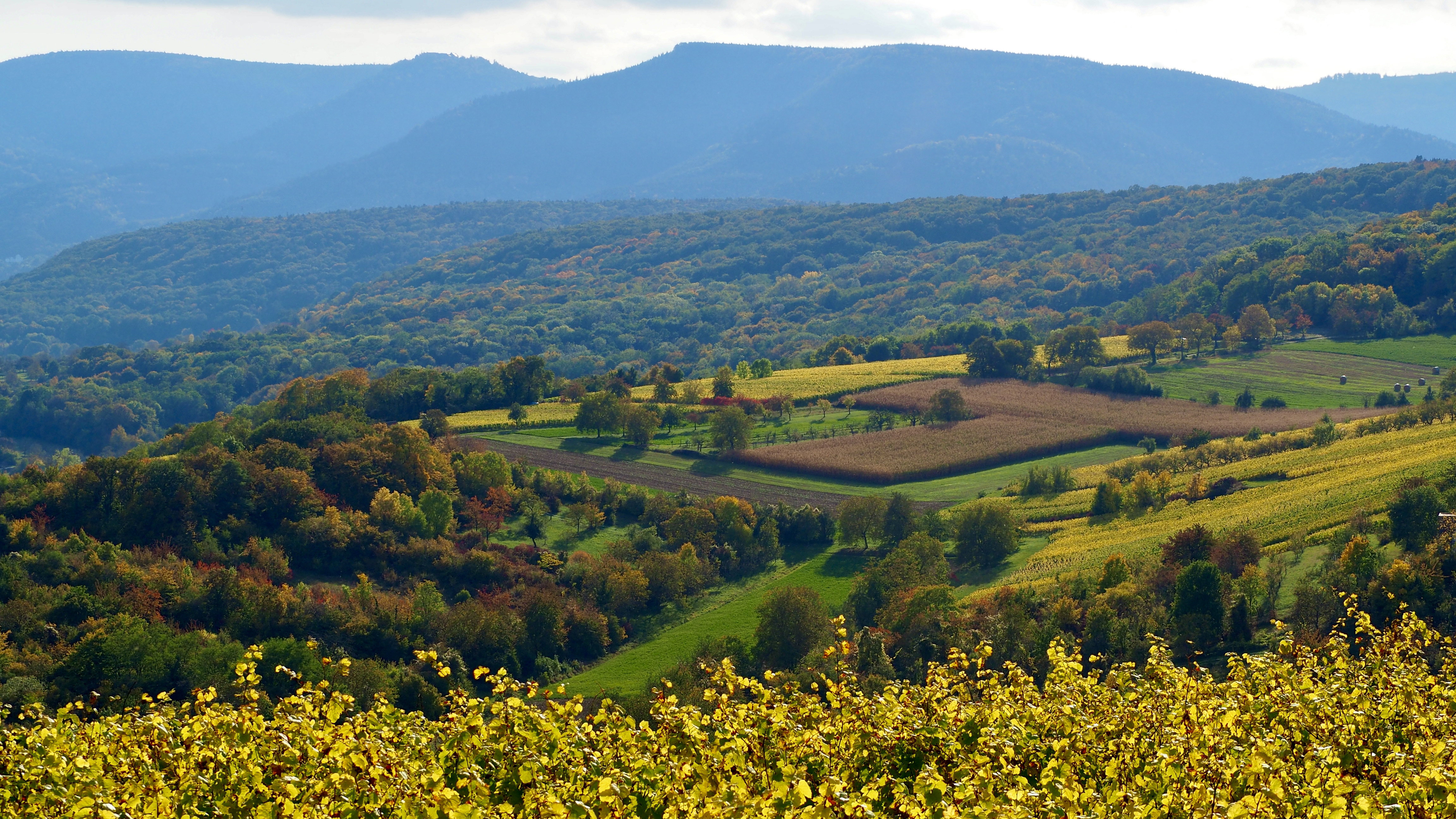 From forests to hills, from hills to vineyards, in autumn, in Alsace