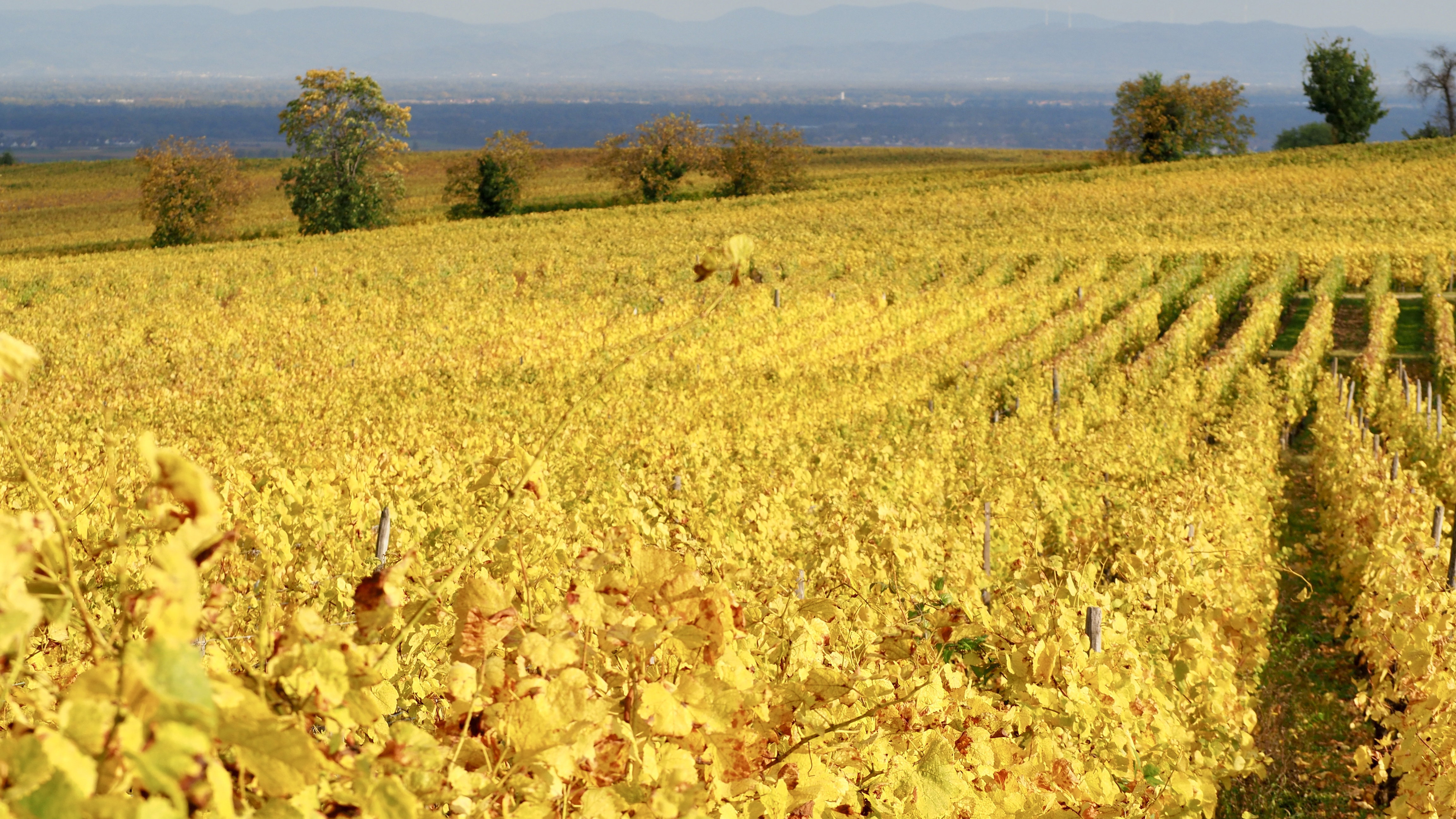 From forests to hills, from hills to vineyards, in autumn, in Alsace
