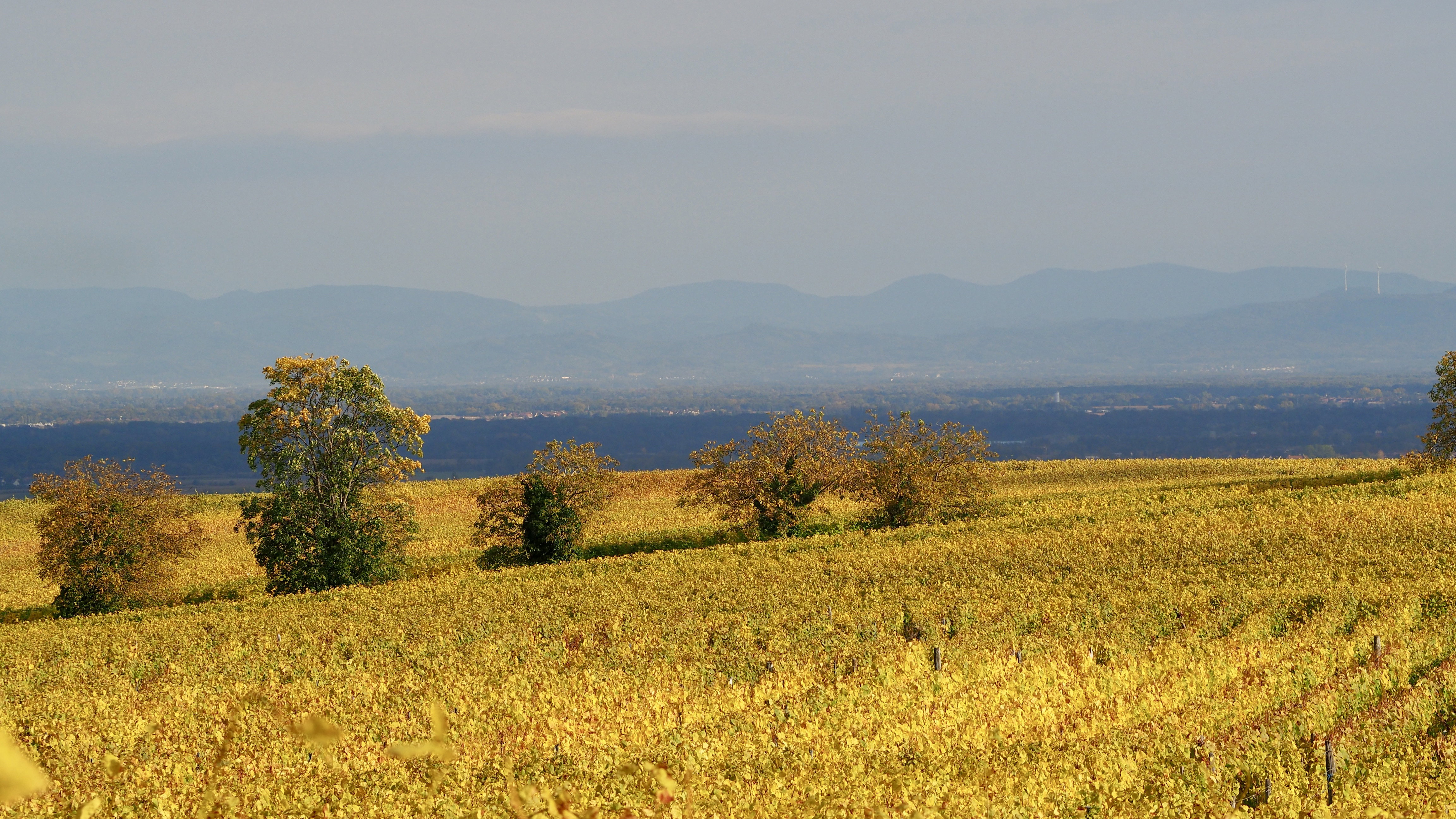 From forests to hills, from hills to vineyards, in autumn, in Alsace