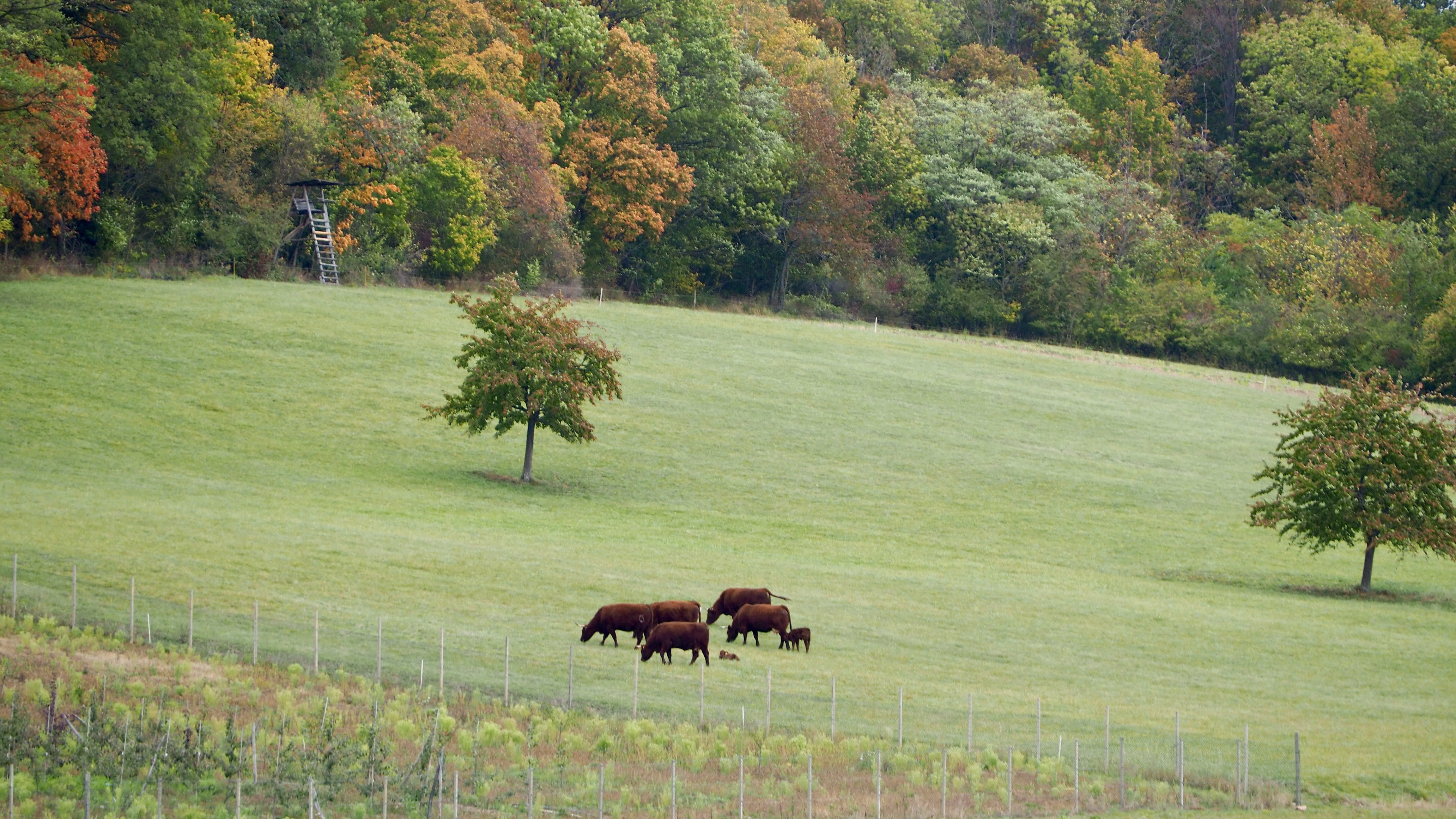 From forests to hills, from hills to vineyards, in autumn, in Alsace