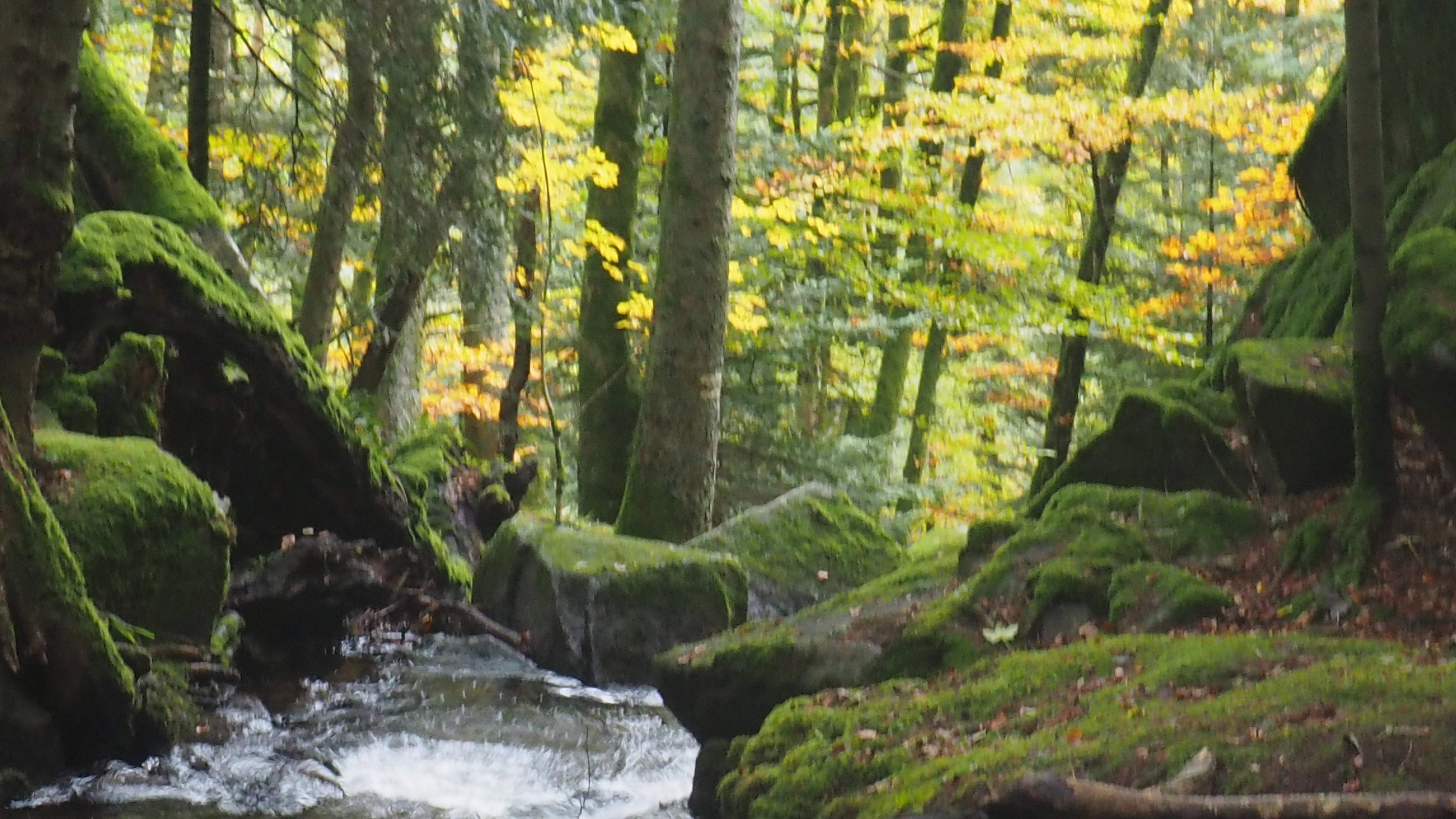 From forests to hills, from hills to vineyards, in autumn, in Alsace