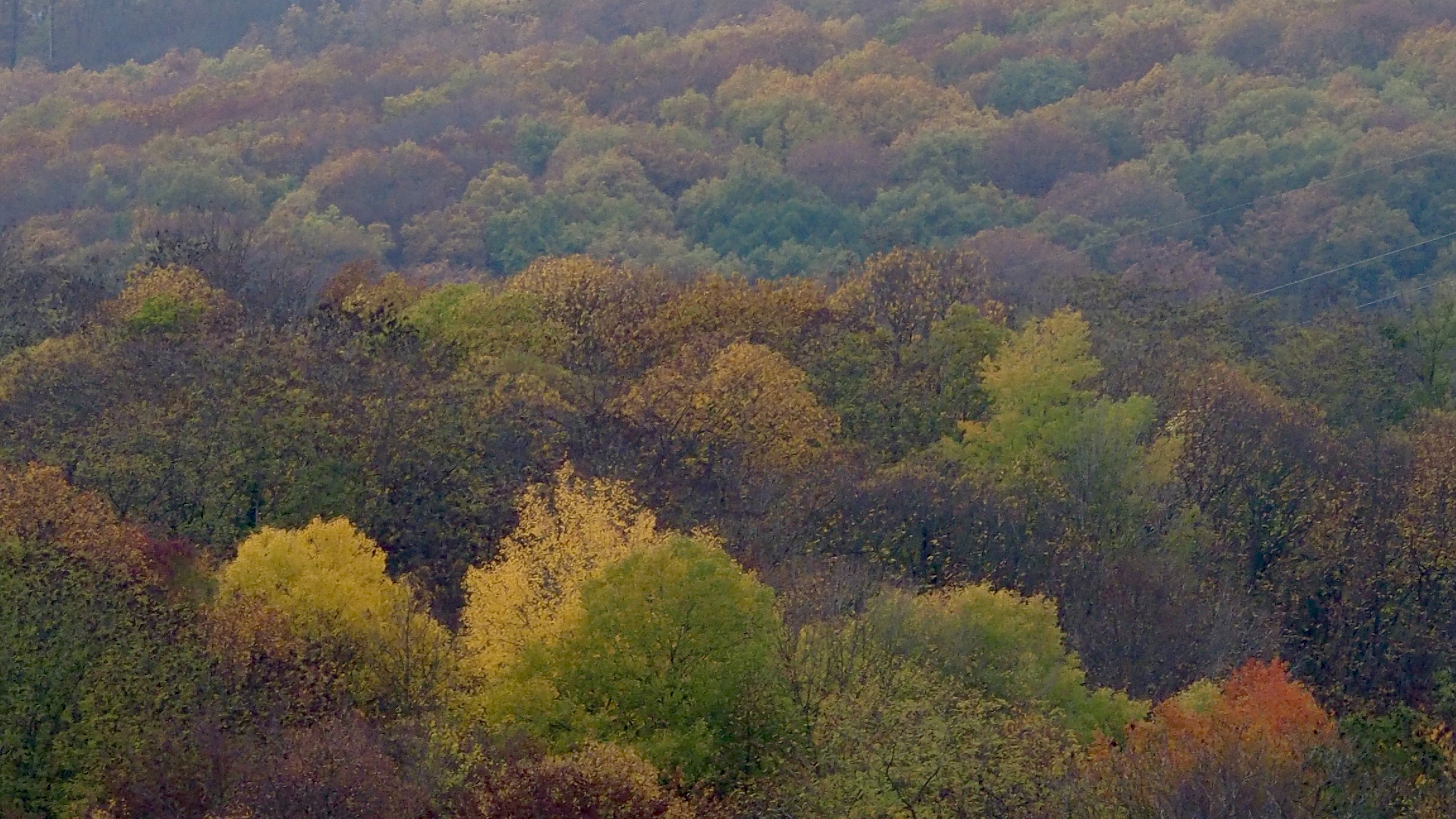 From forests to hills, from hills to vineyards, in autumn, in Alsace