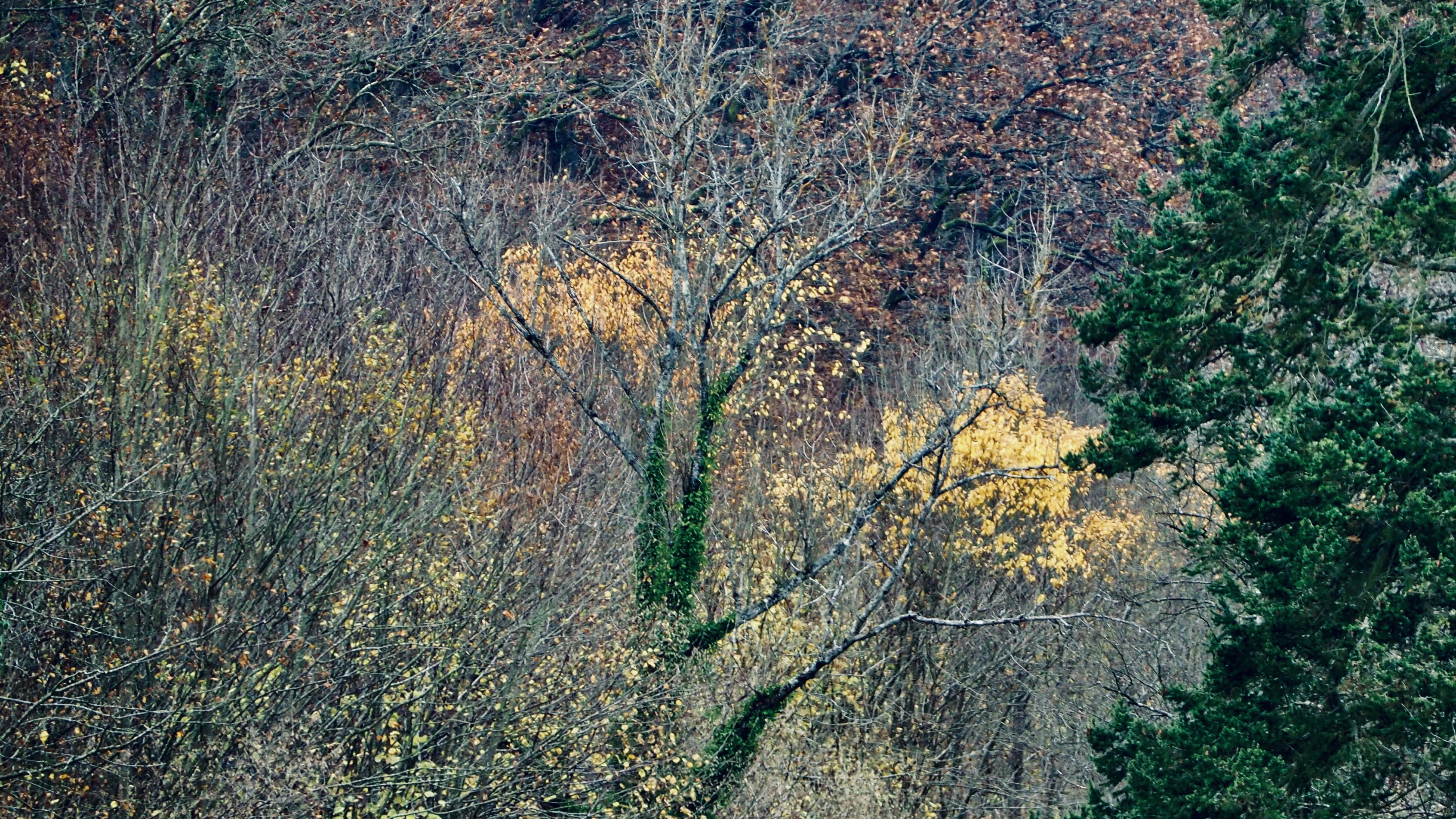 From forests to hills, from hills to vineyards, in autumn, in Alsace