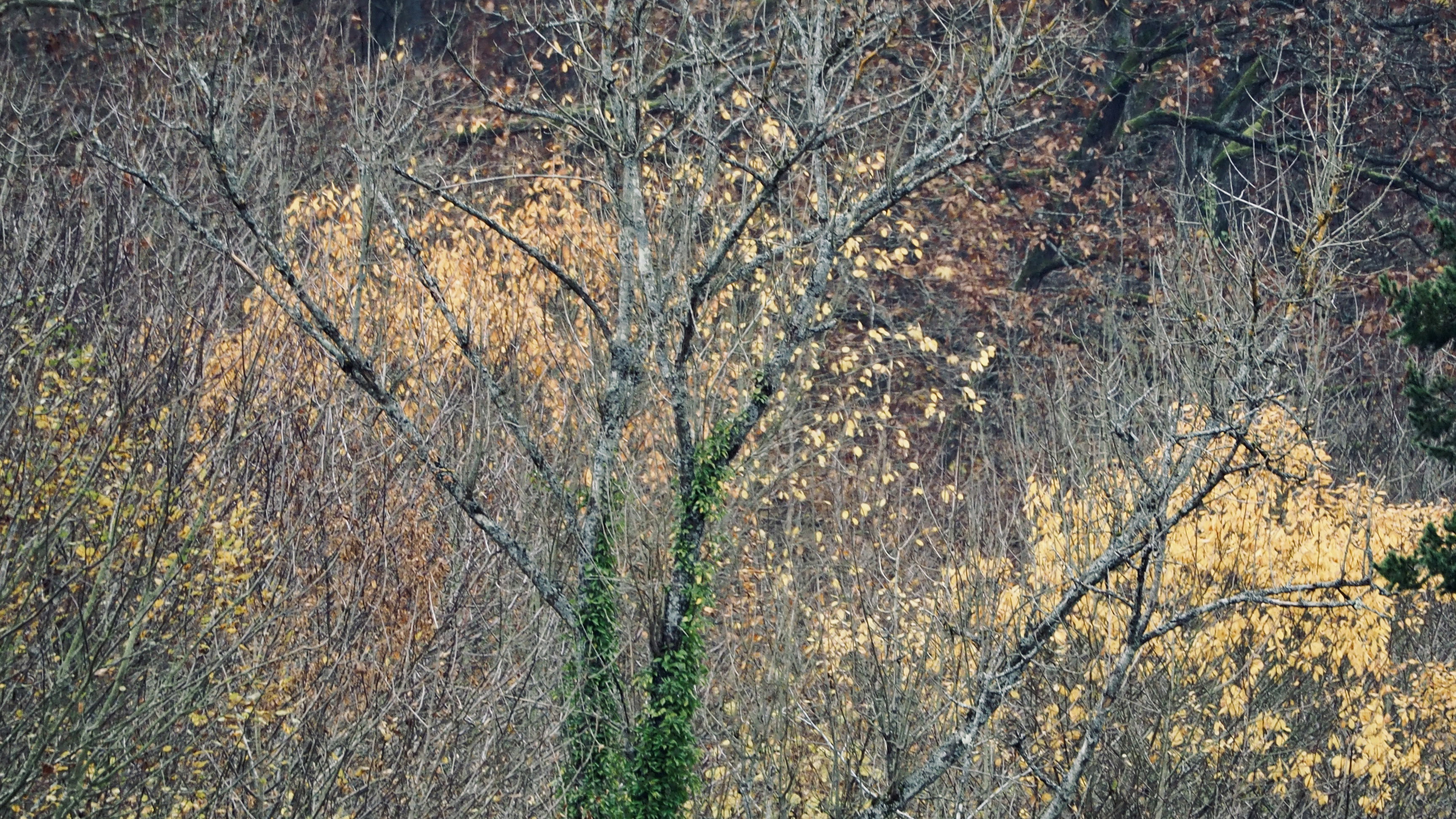 From forests to hills, from hills to vineyards, in autumn, in Alsace