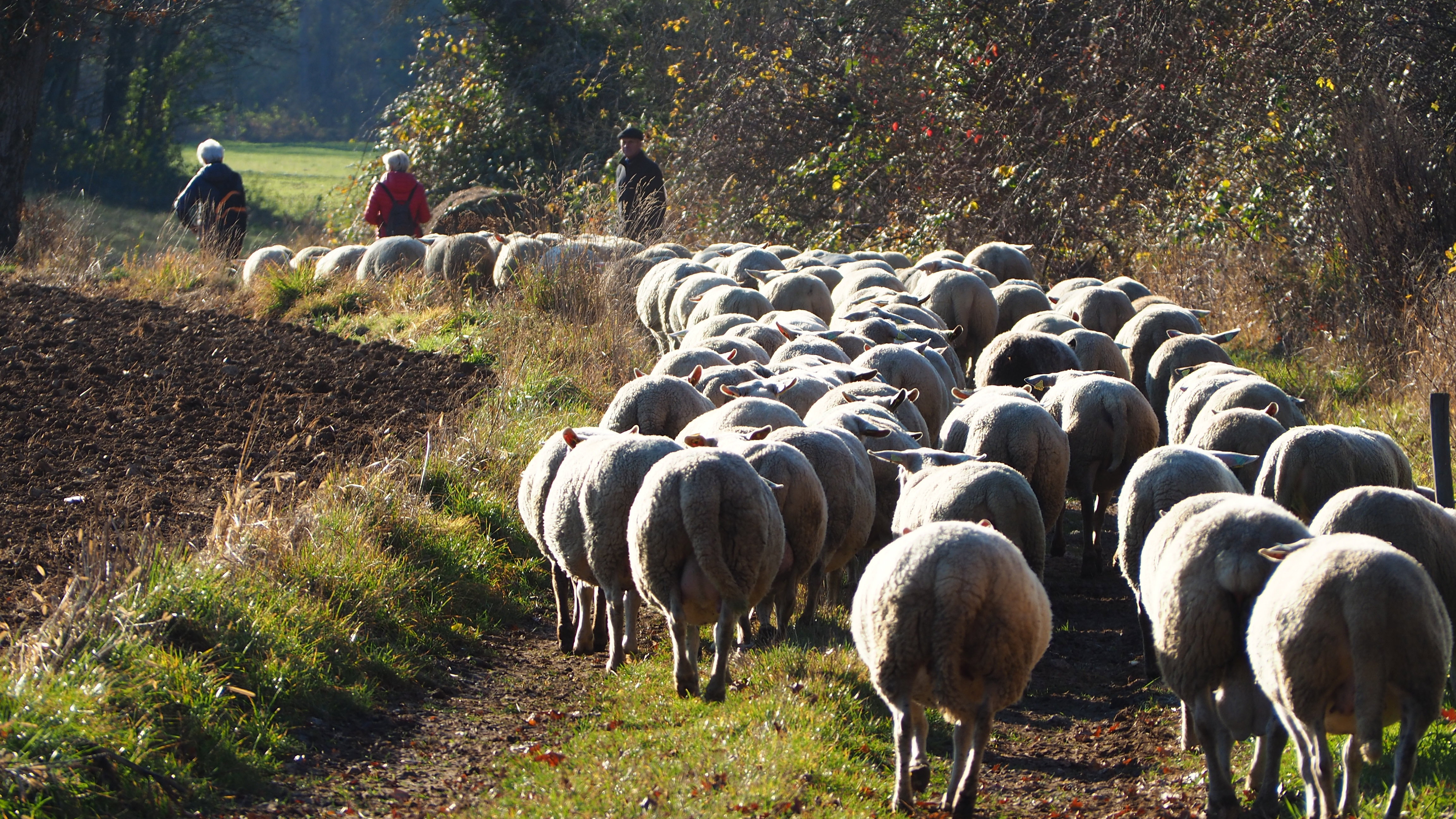 An autumn day in the Vosges