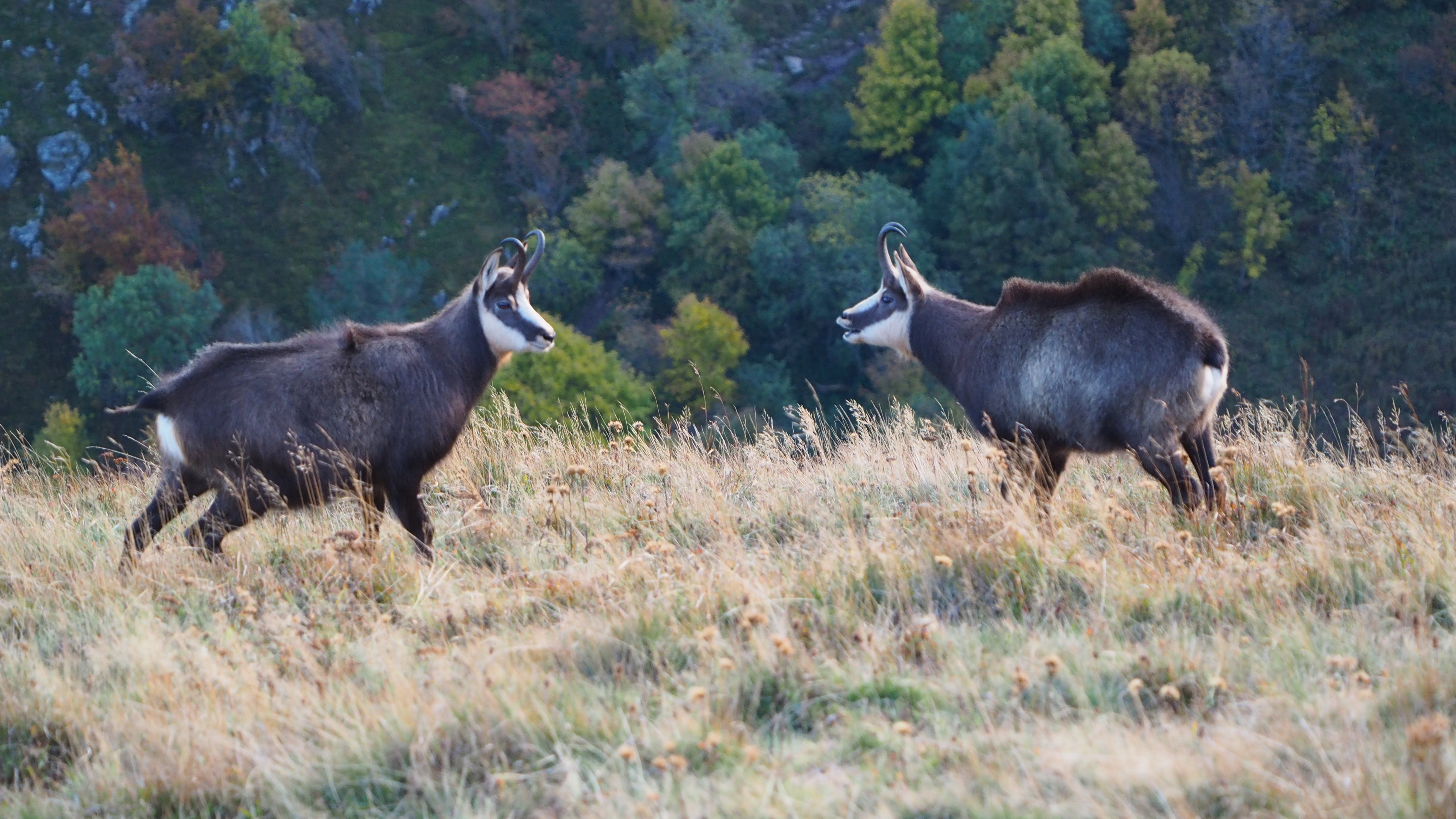 In the heart of the blue line of the Vosges