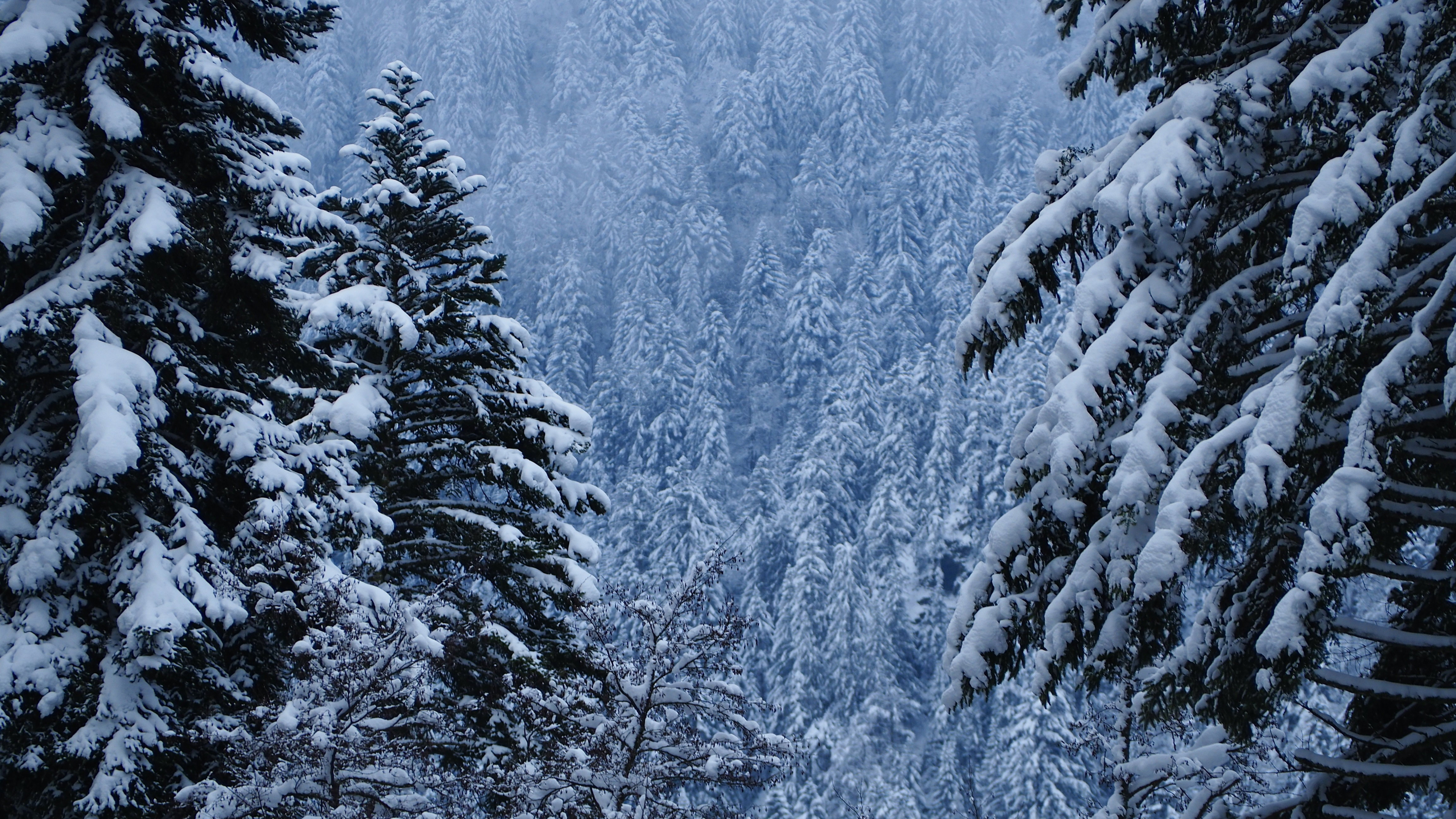 End of November, first snow in the Vosges