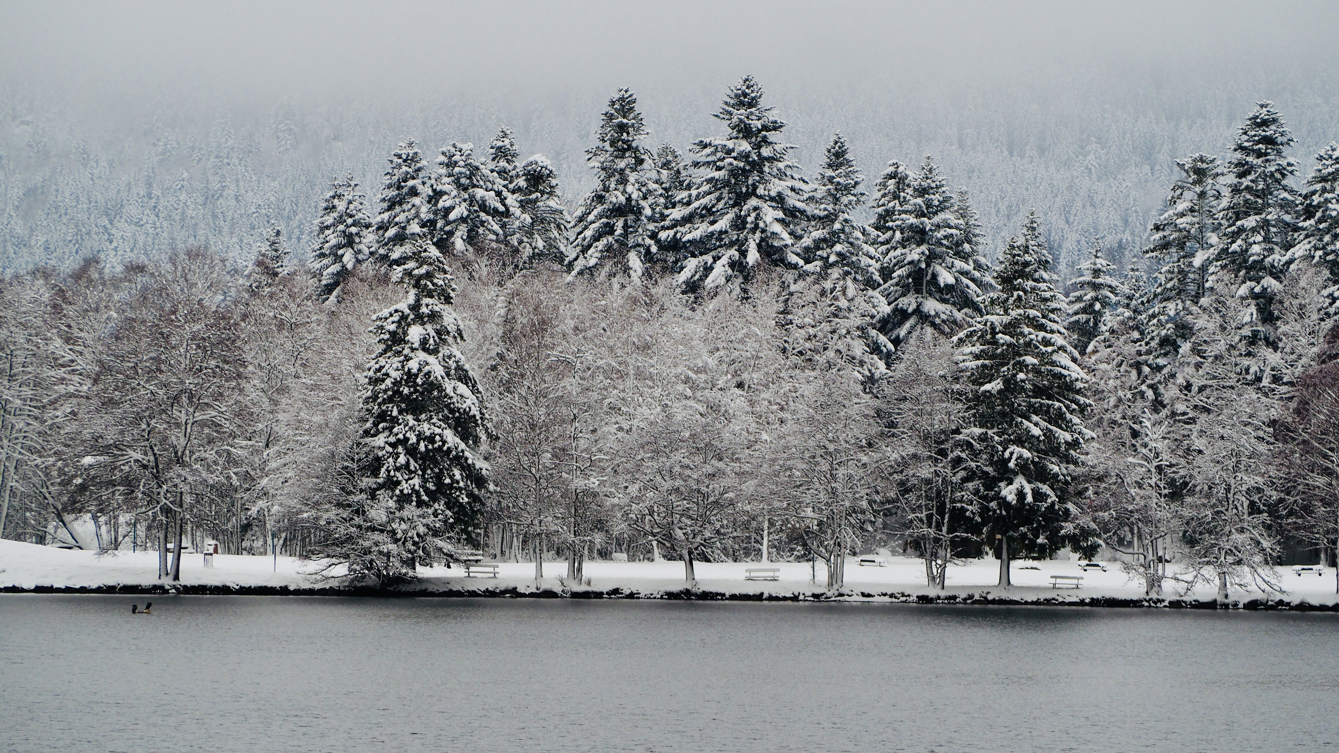 End of November, first snow in the Vosges
