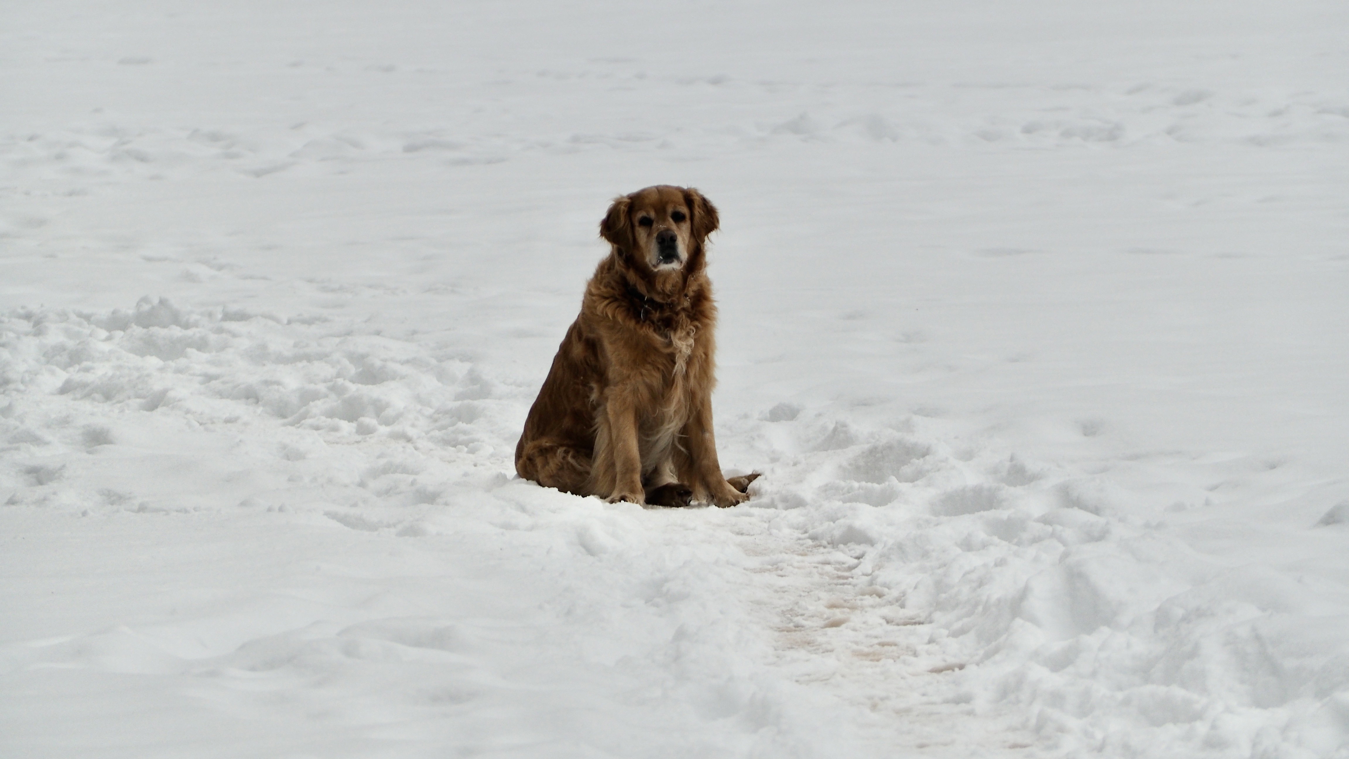 End of November, first snow in the Vosges