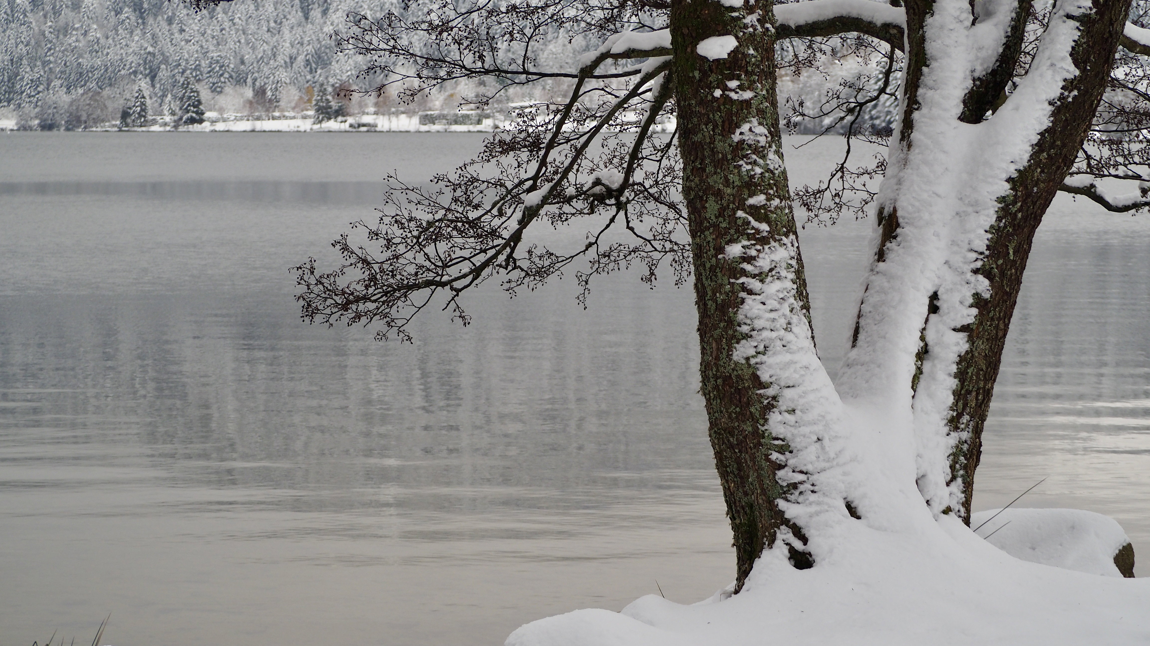 End of November, first snow in the Vosges