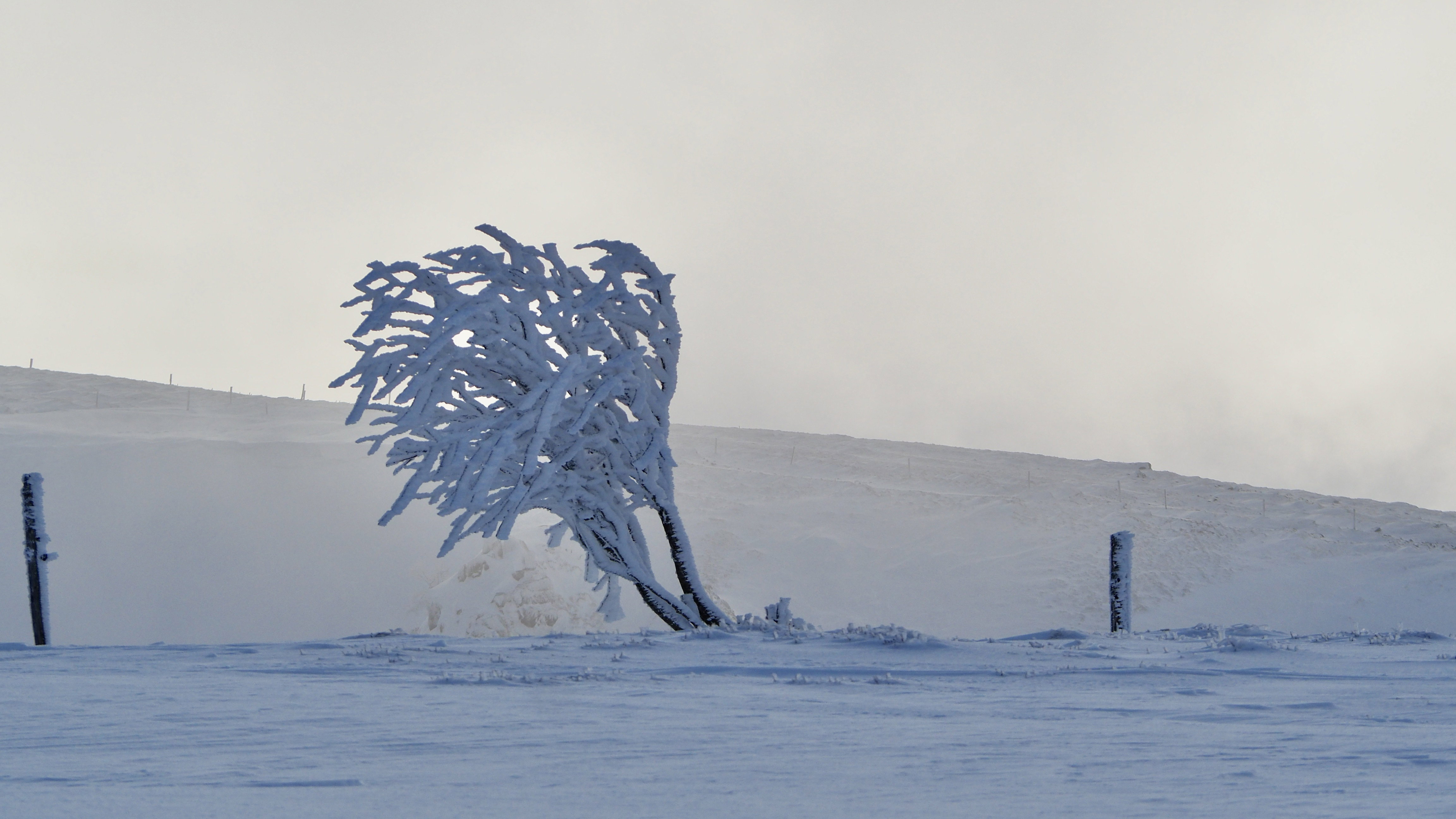 White paradise in the Vosges
