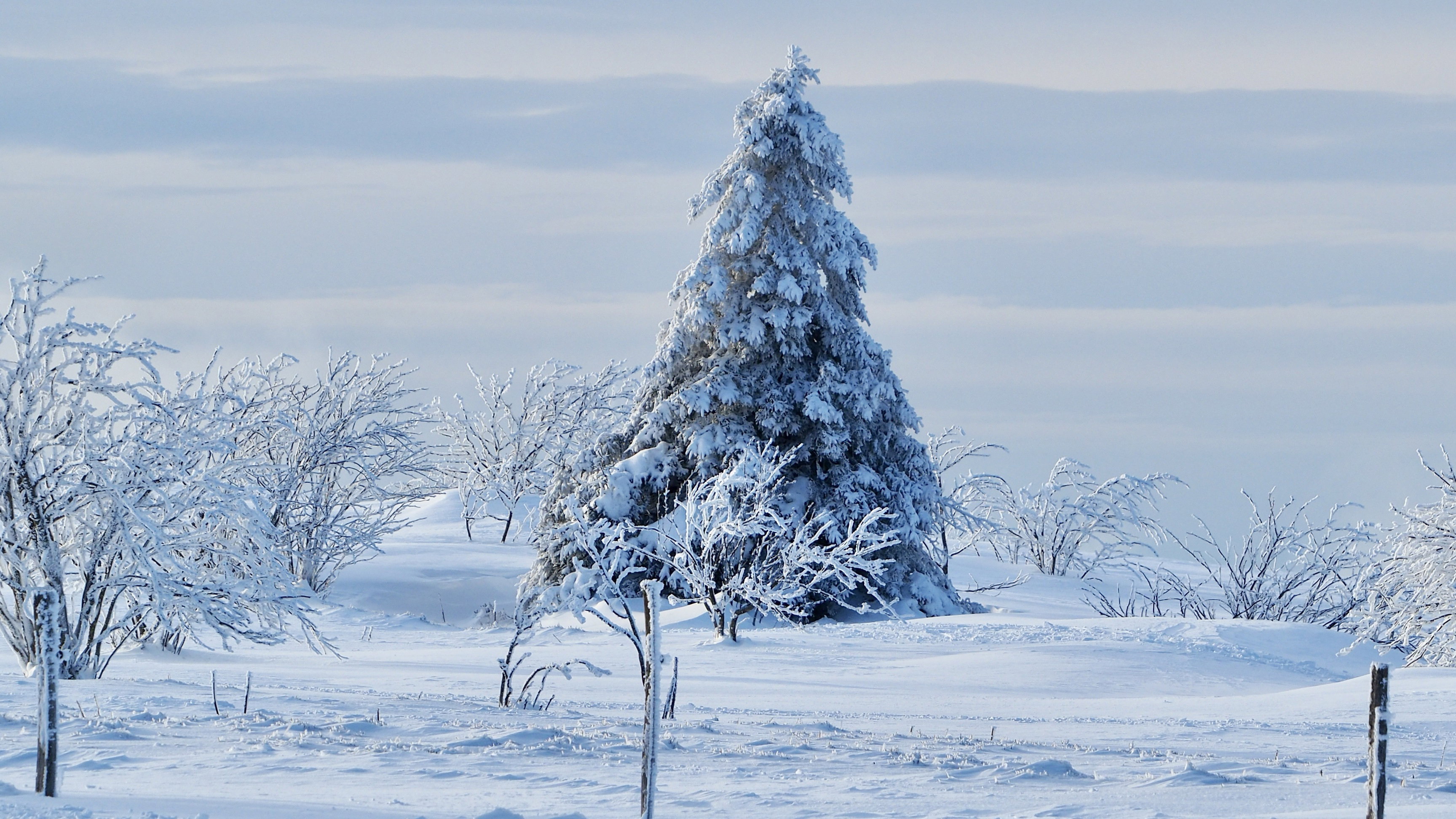White paradise in the Vosges