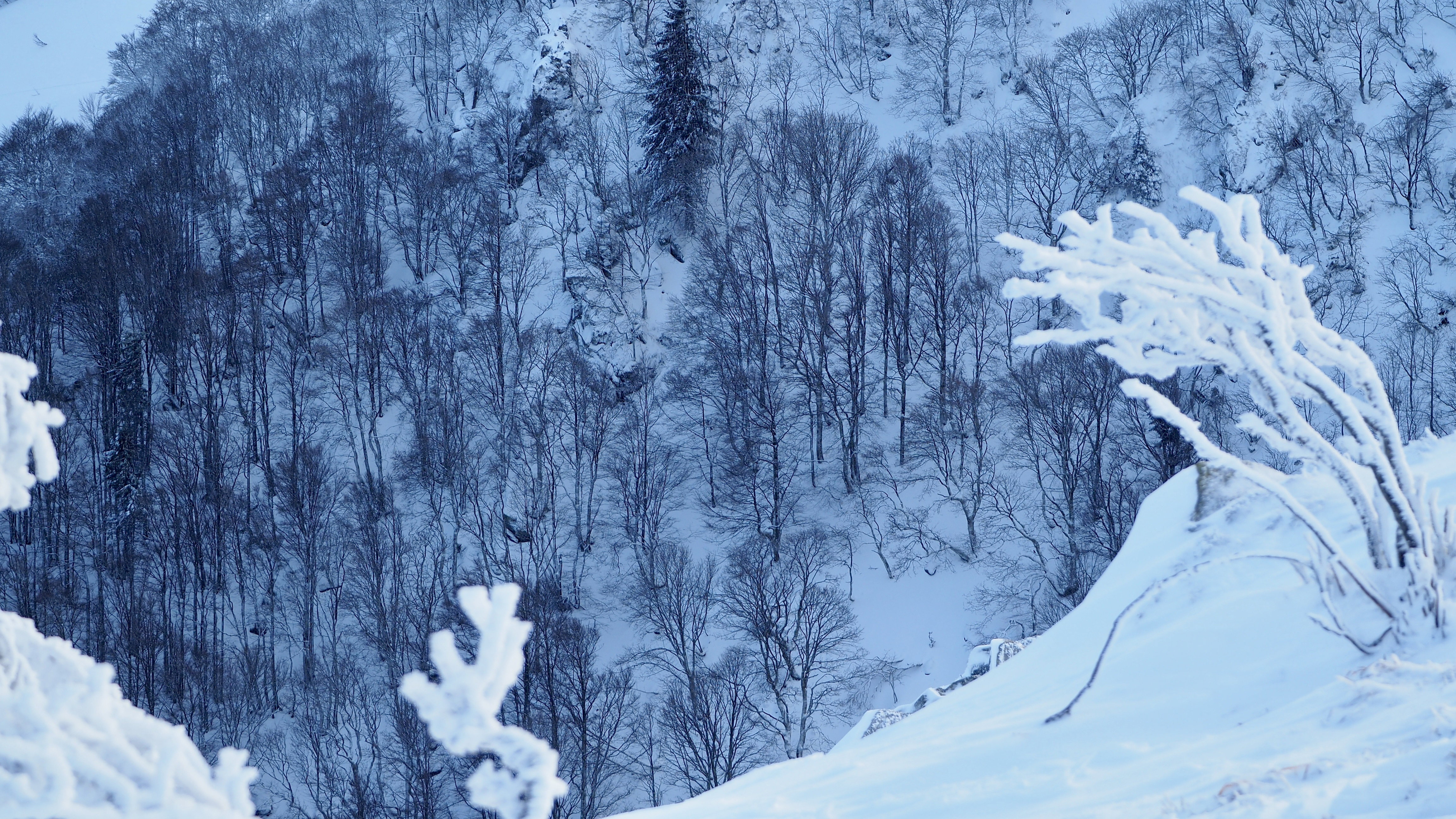 White paradise in the Vosges