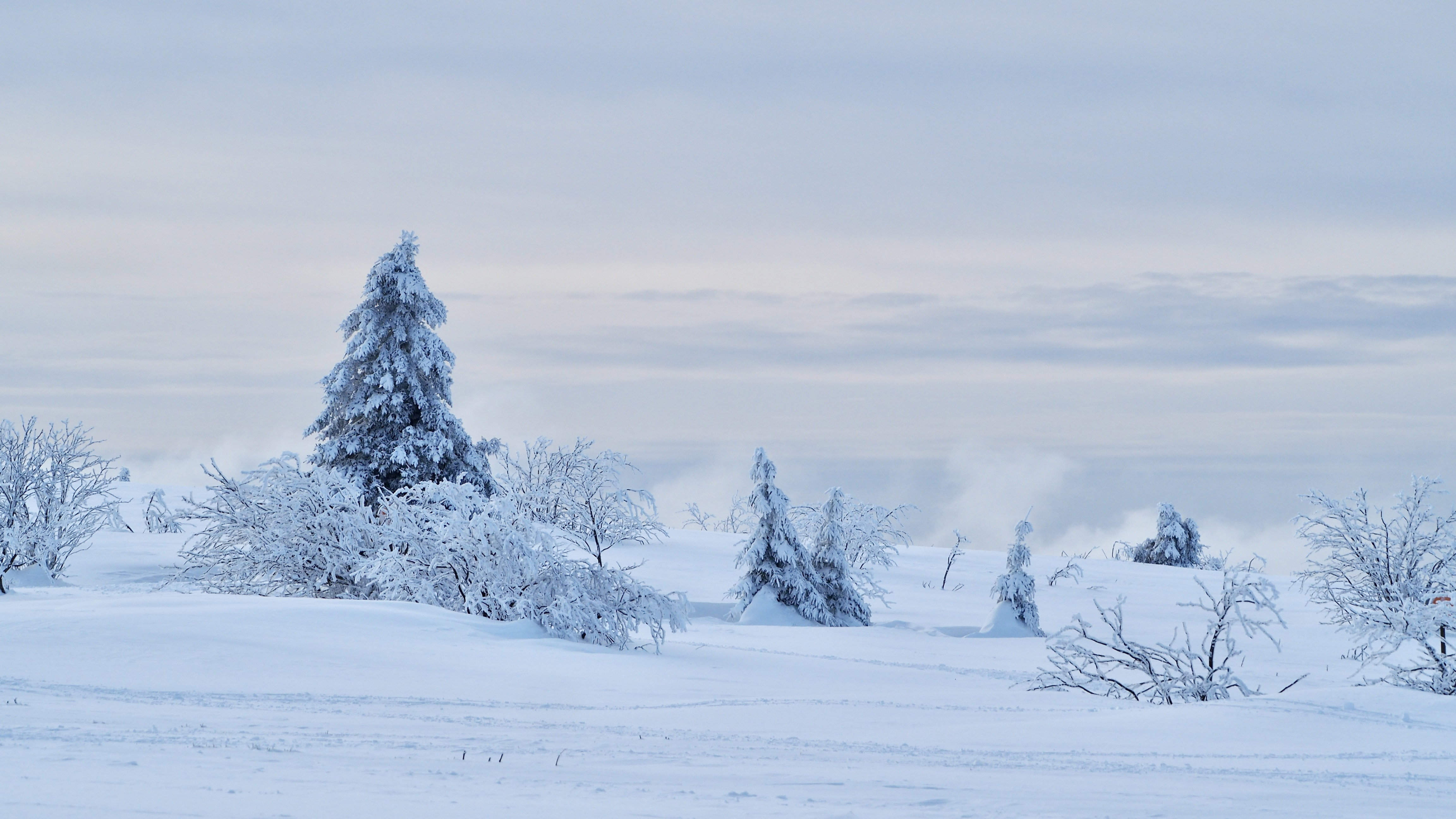 White paradise in the Vosges