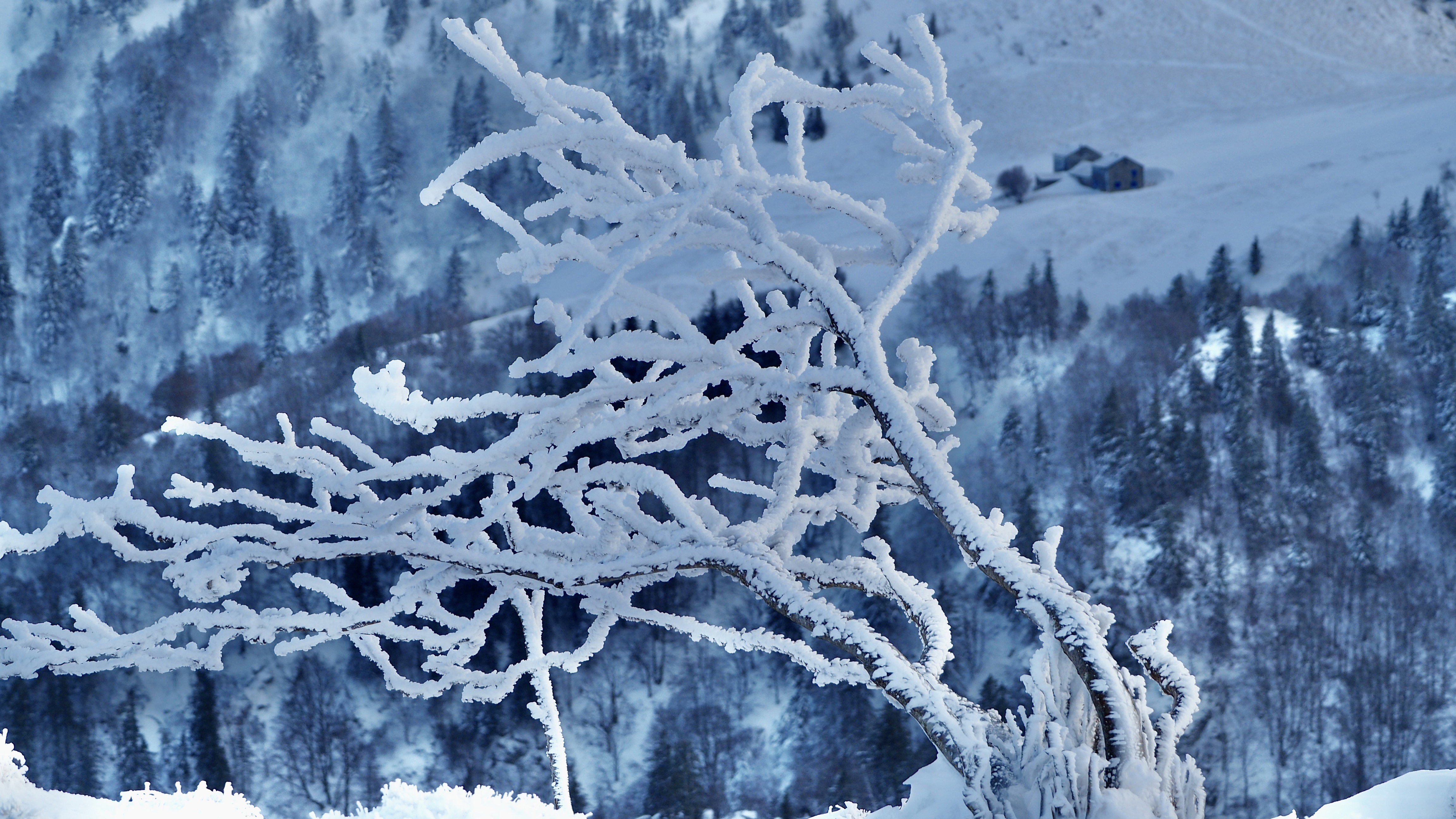 White paradise in the Vosges
