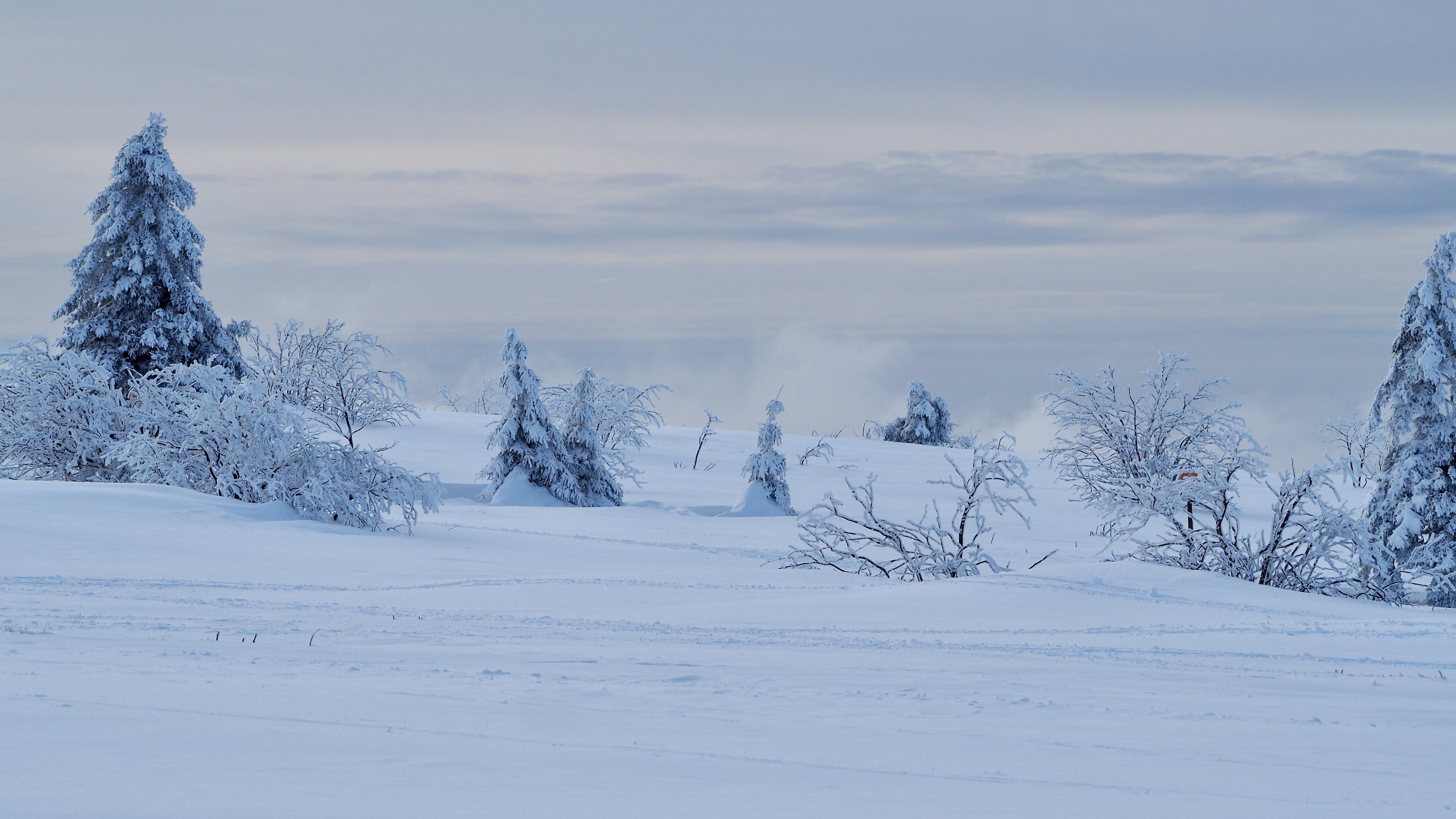 White paradise in the Vosges
