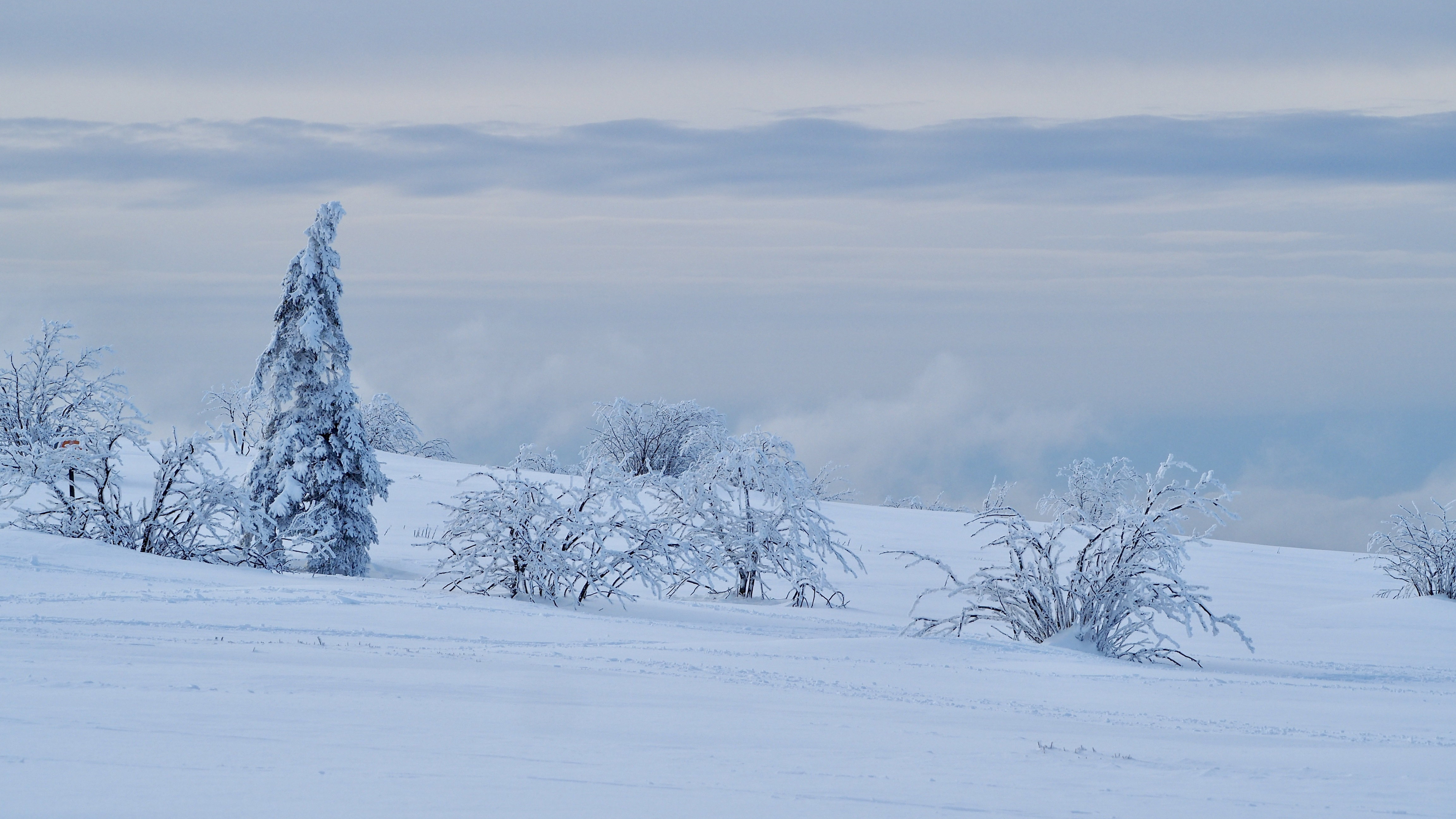 White paradise in the Vosges