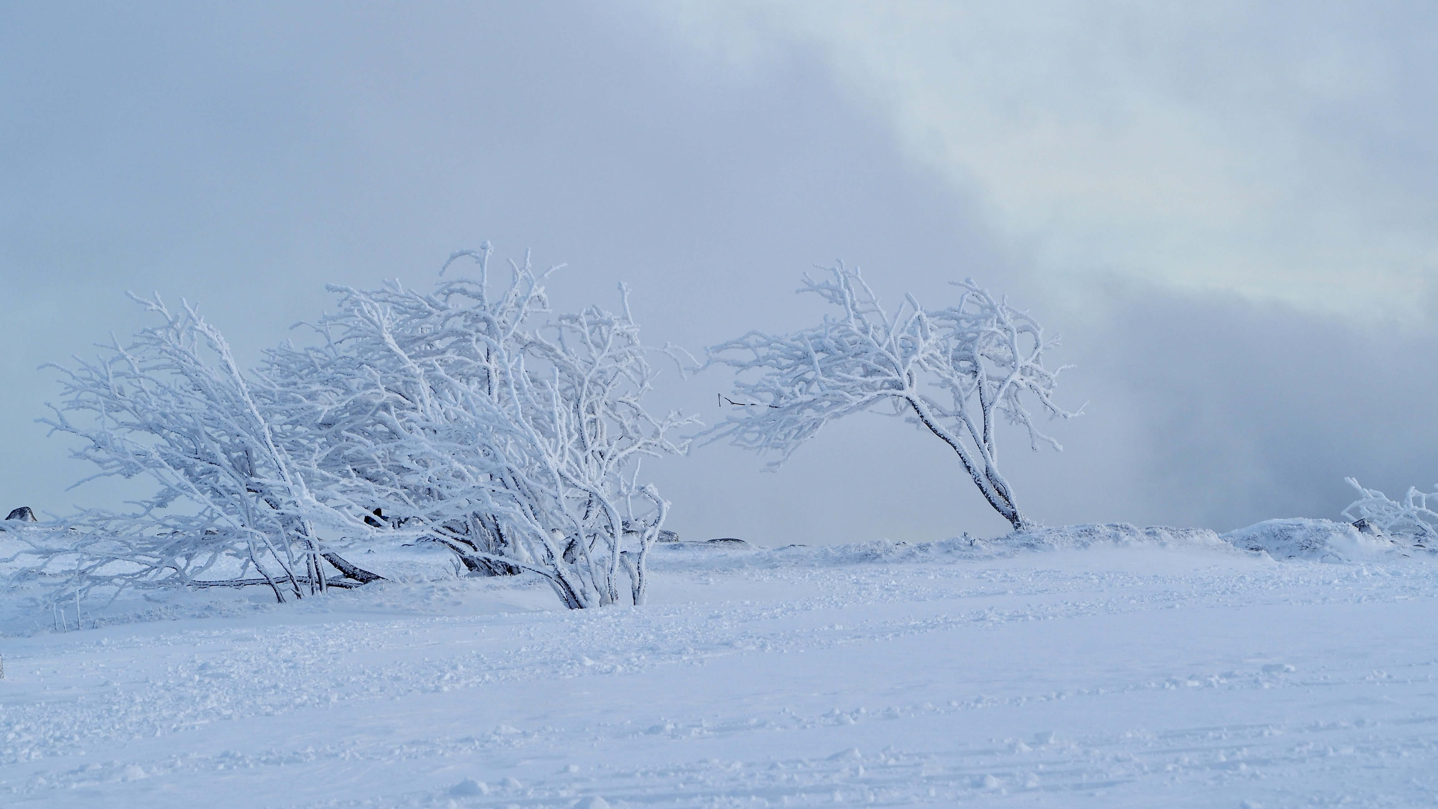 White paradise in the Vosges