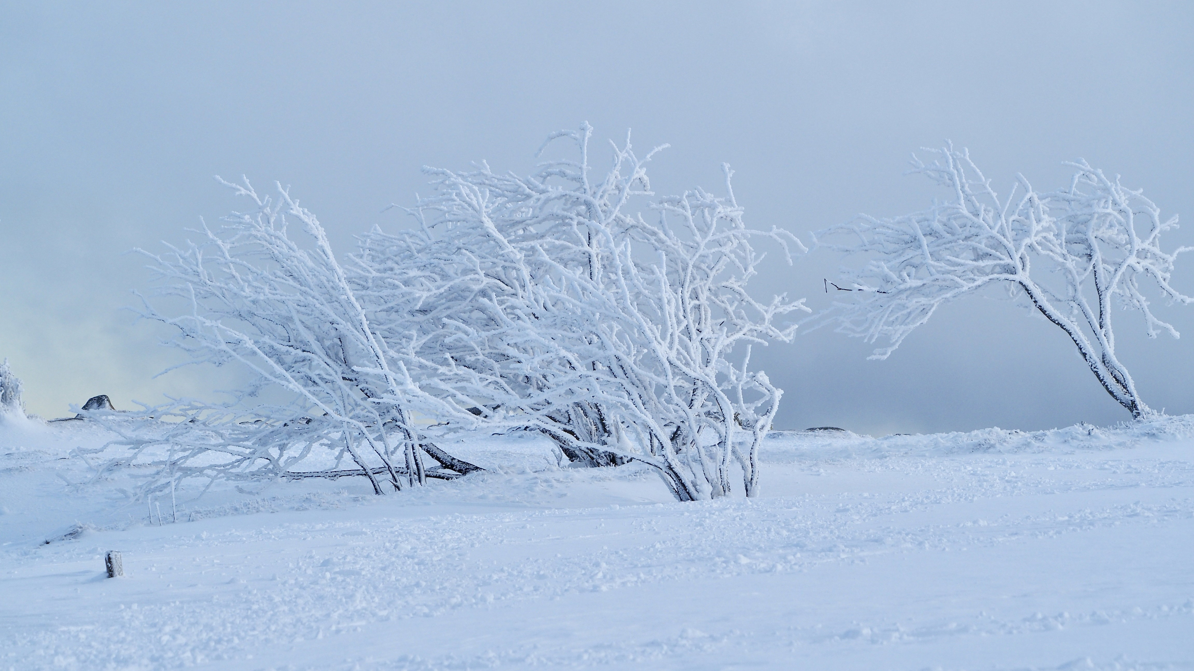 White paradise in the Vosges
