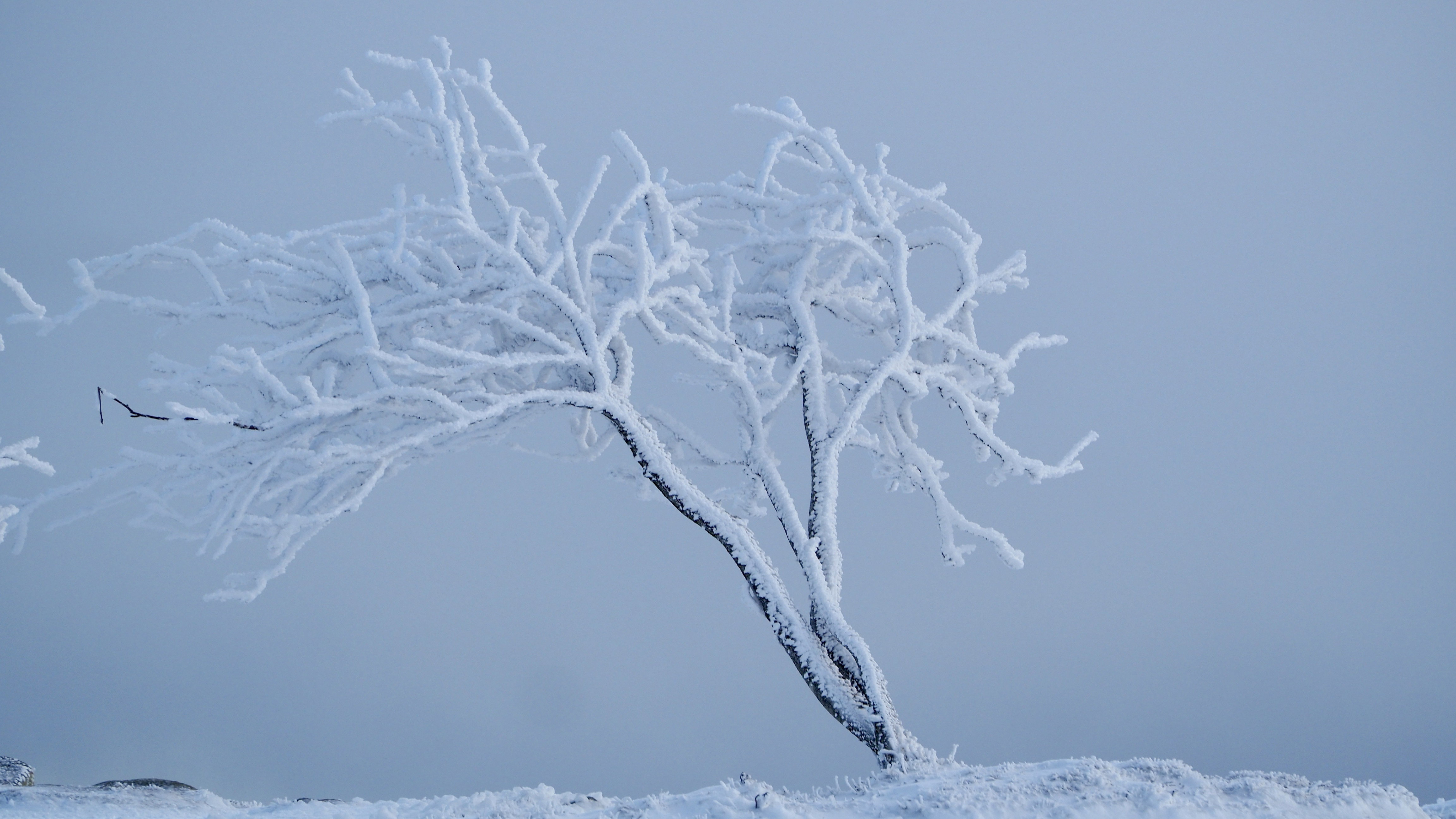 White paradise in the Vosges