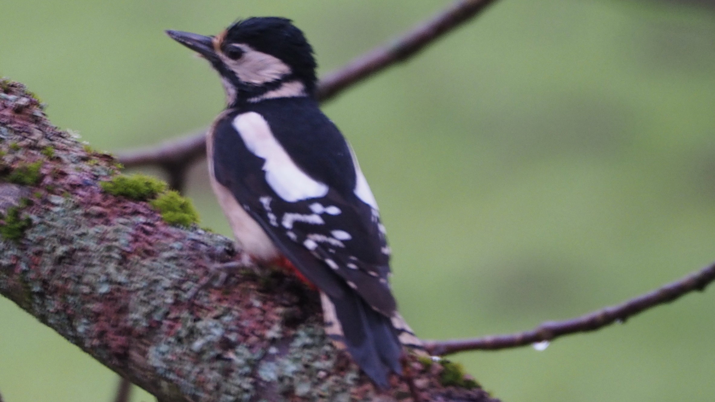 The birds in my garden