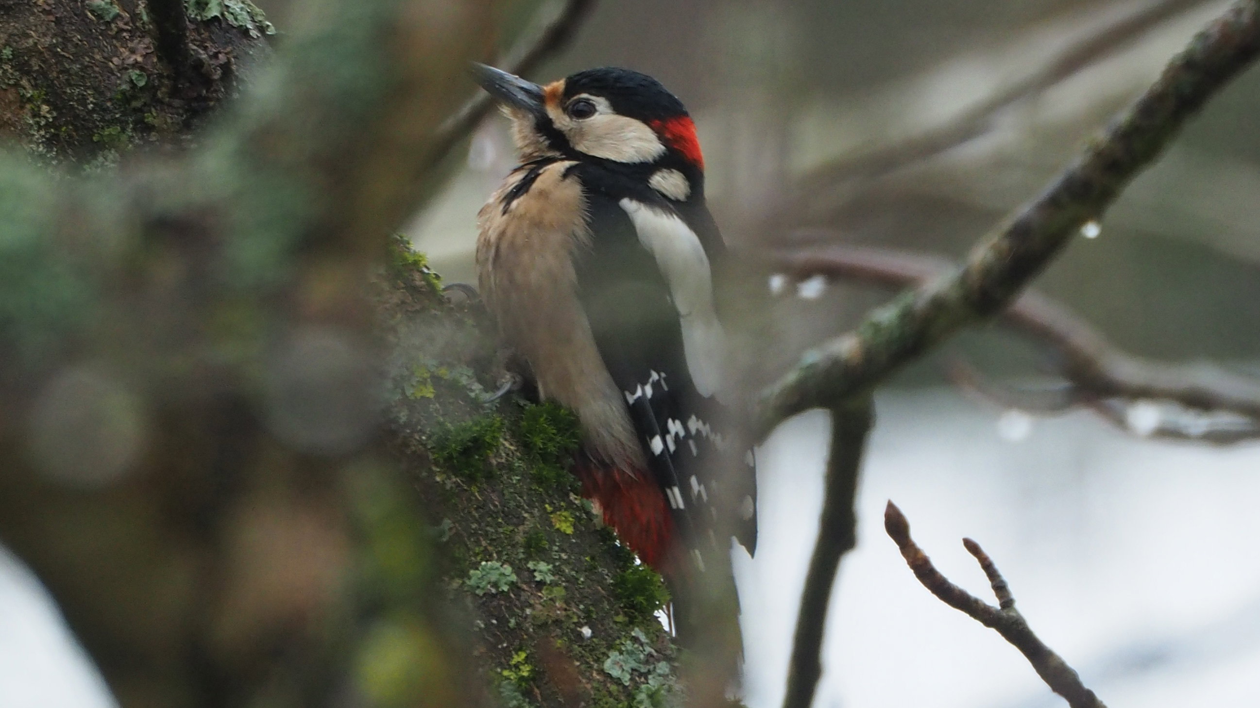 The birds in my garden