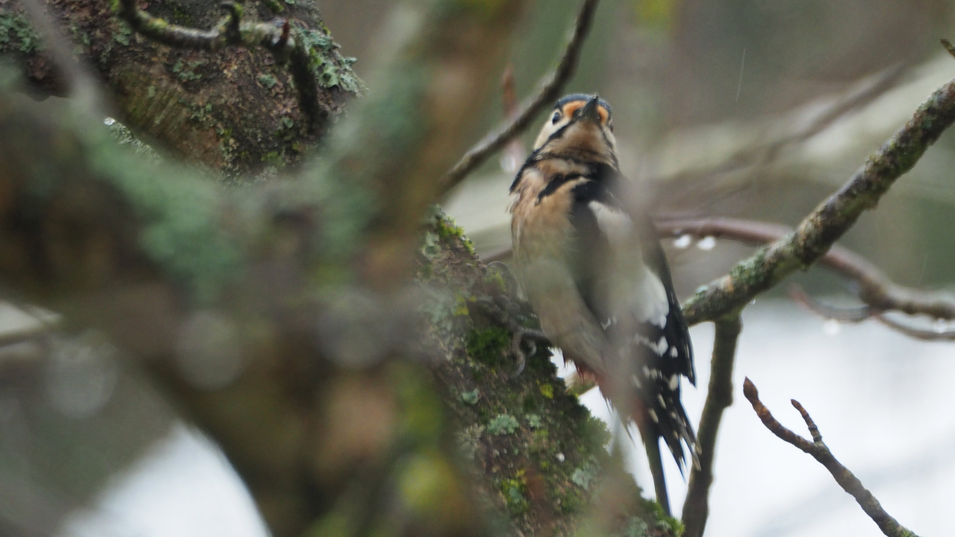 The birds in my garden