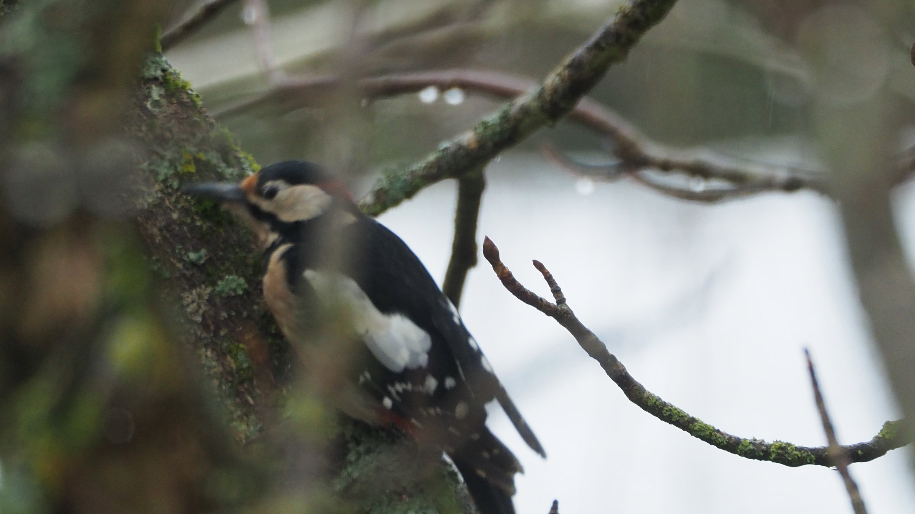 The birds in my garden