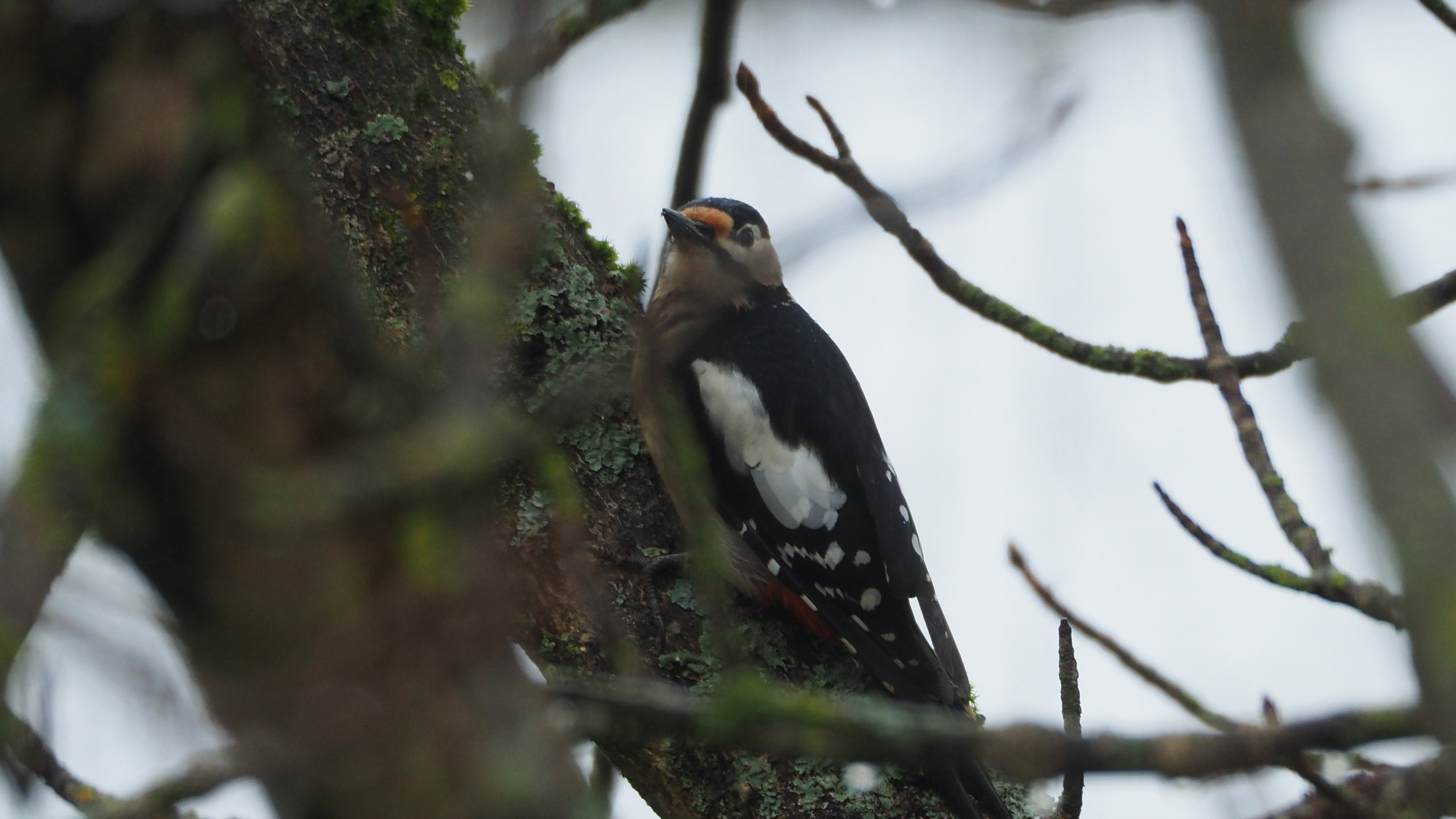 The birds in my garden