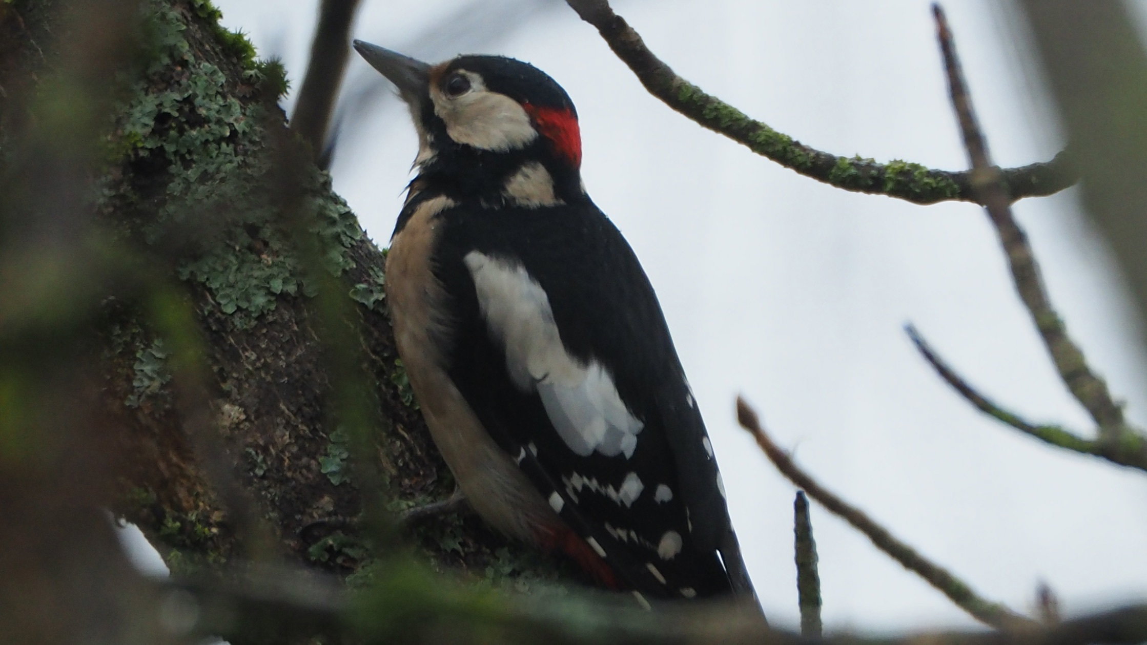 The birds in my garden