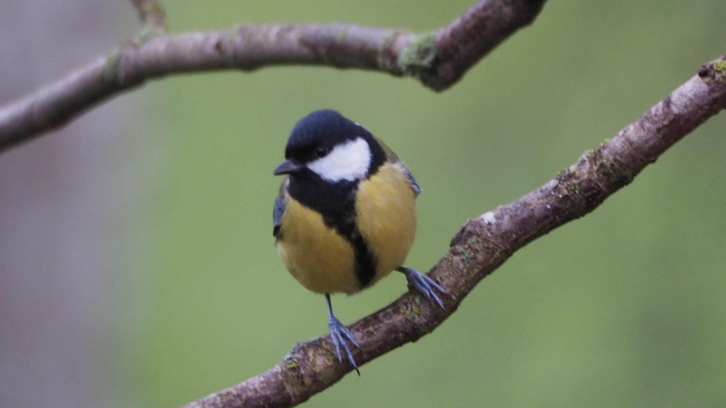 The birds in my garden