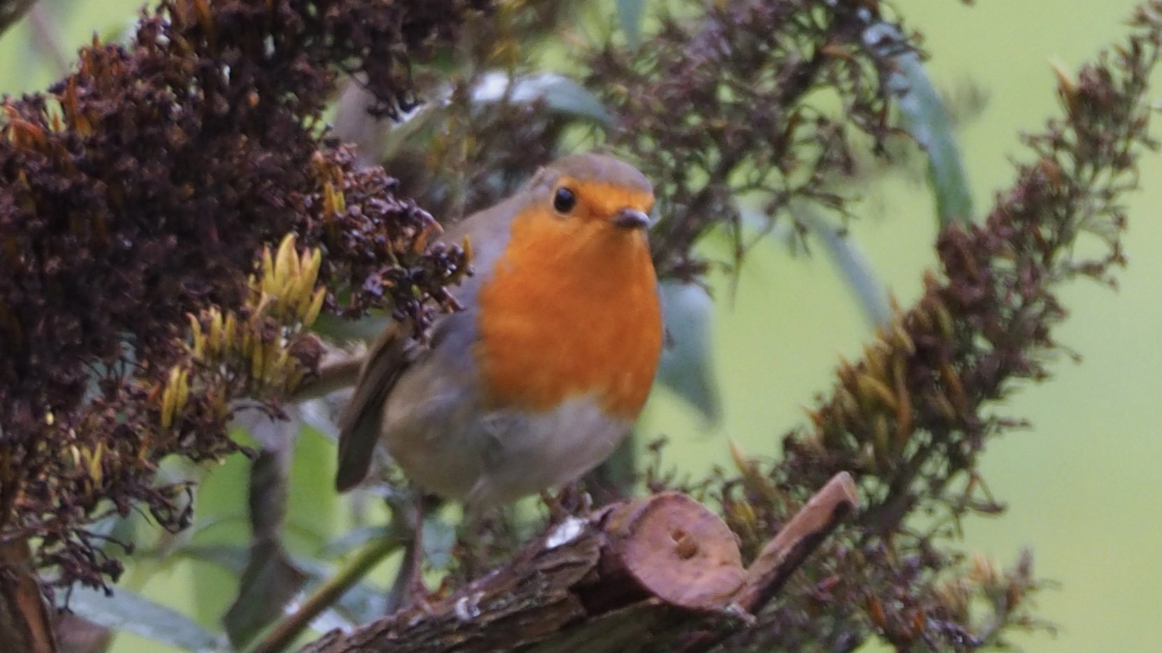 The birds in my garden