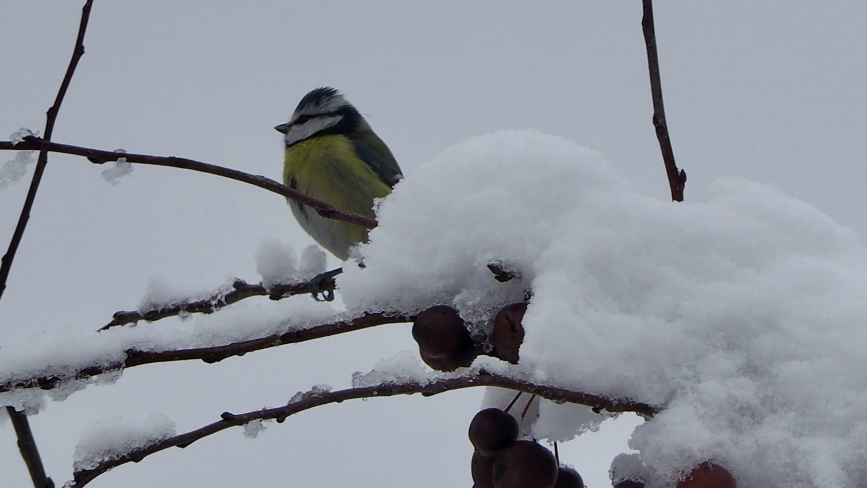 The birds in my garden