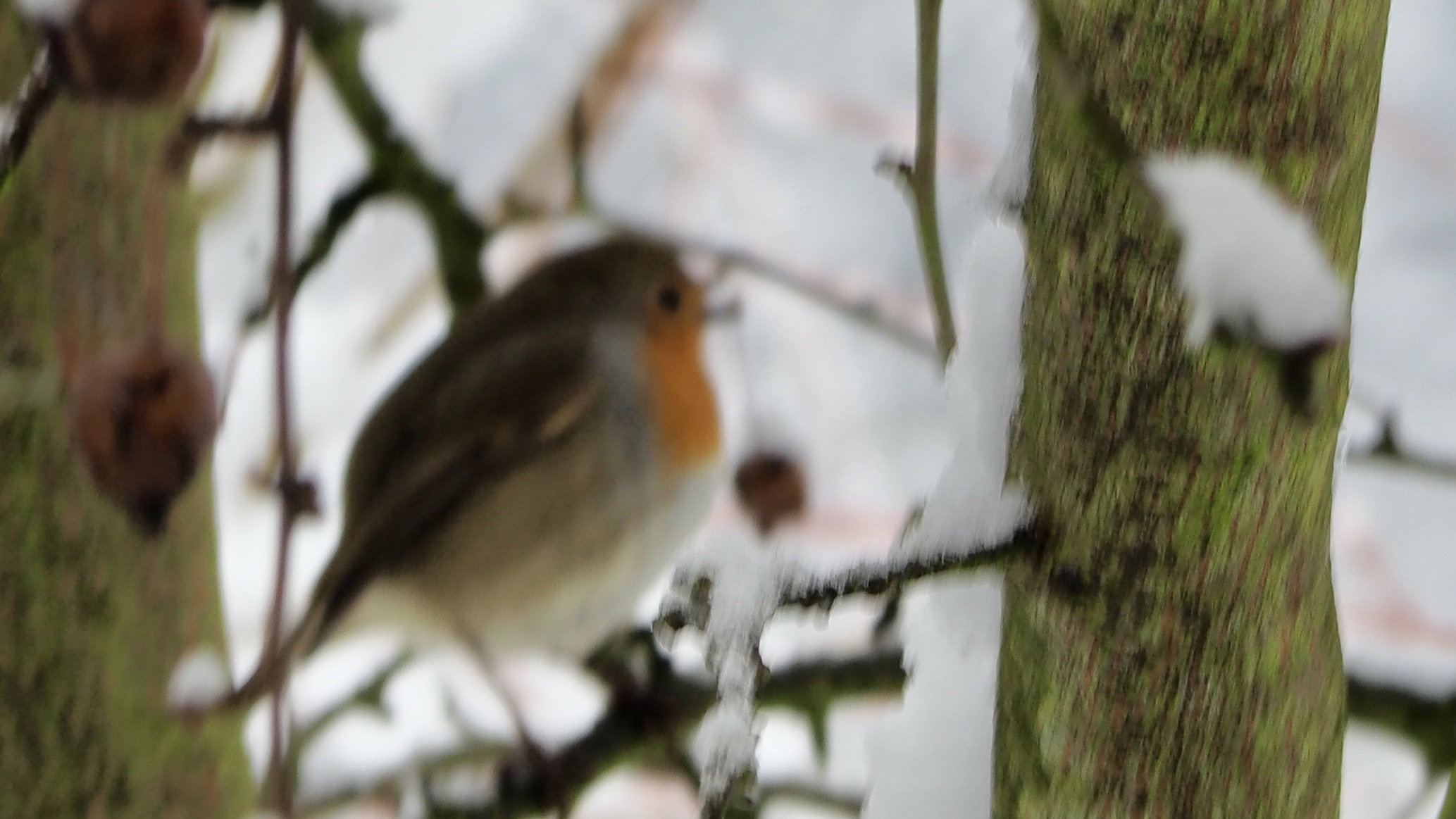 The birds in my garden
