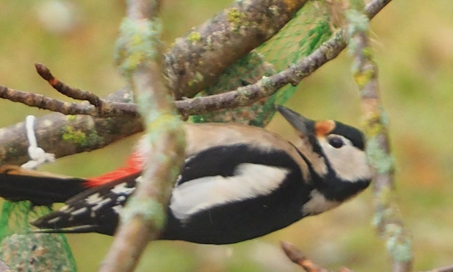 The birds in my garden
