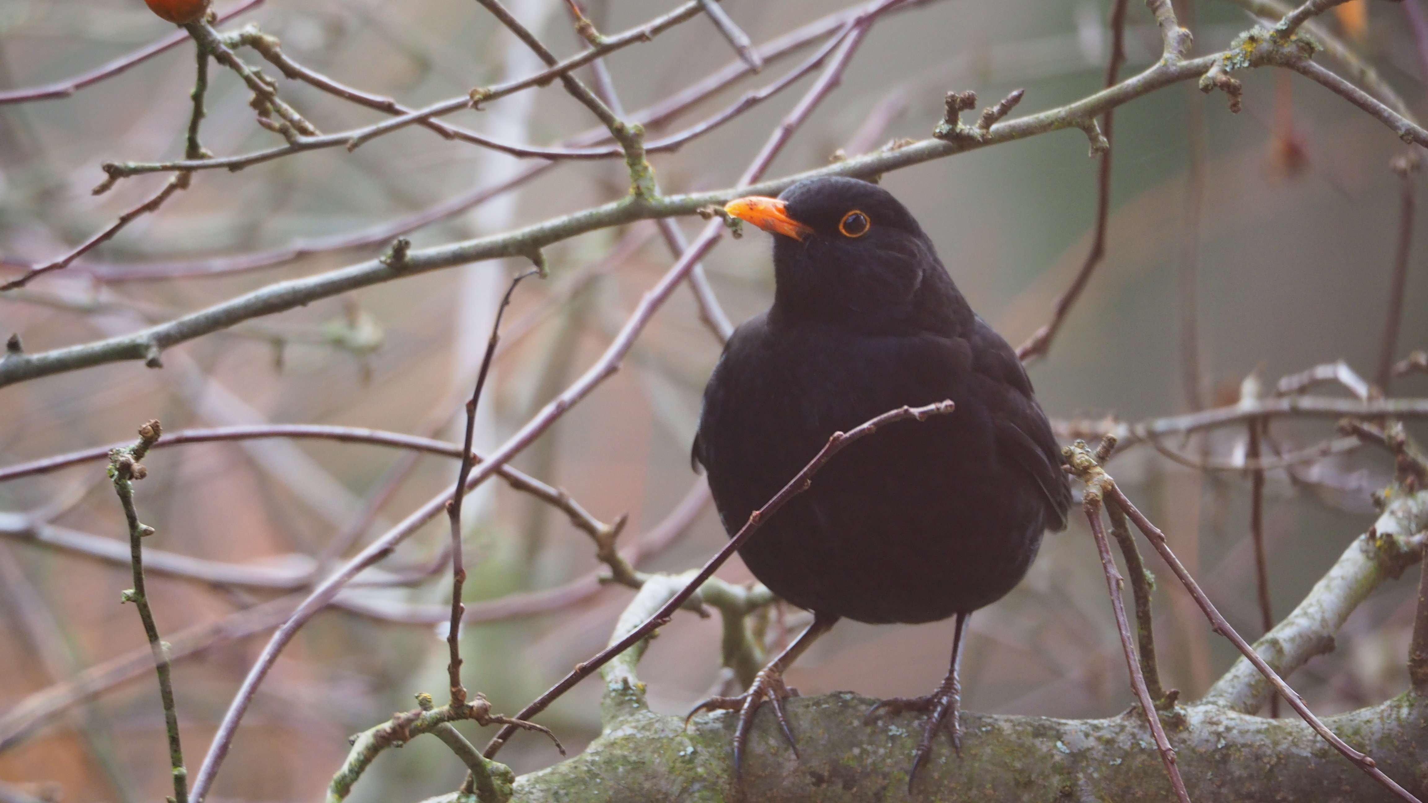 The birds in my garden